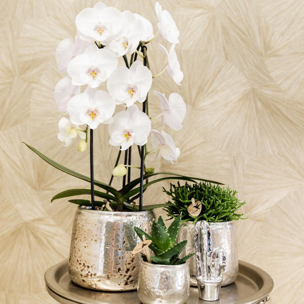 Phalaenopsis Orchidee Niagara Fall in Weiß