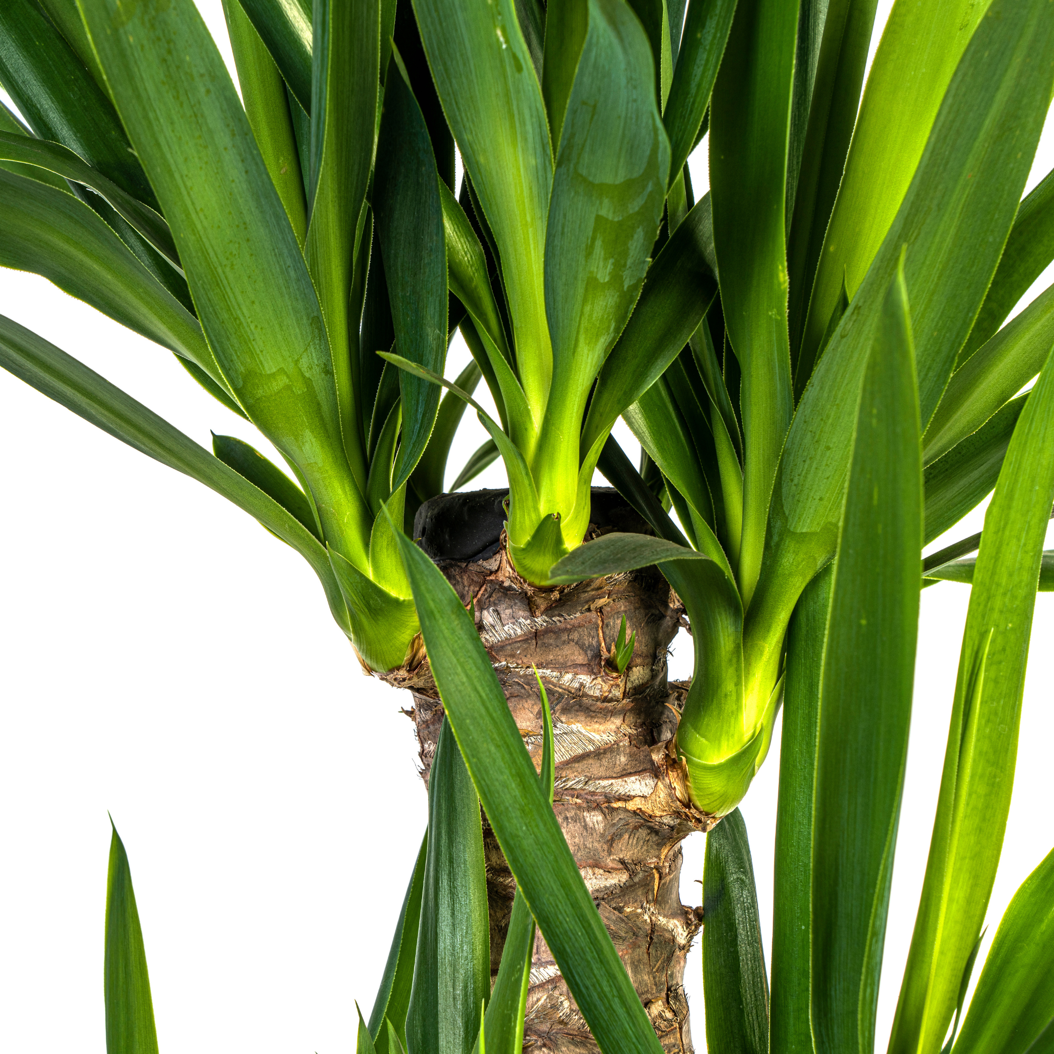 Elefantenfuß Yucca Elephantipes – Ø 21cm – ↕ 90-110cm – Zimmerpflanze