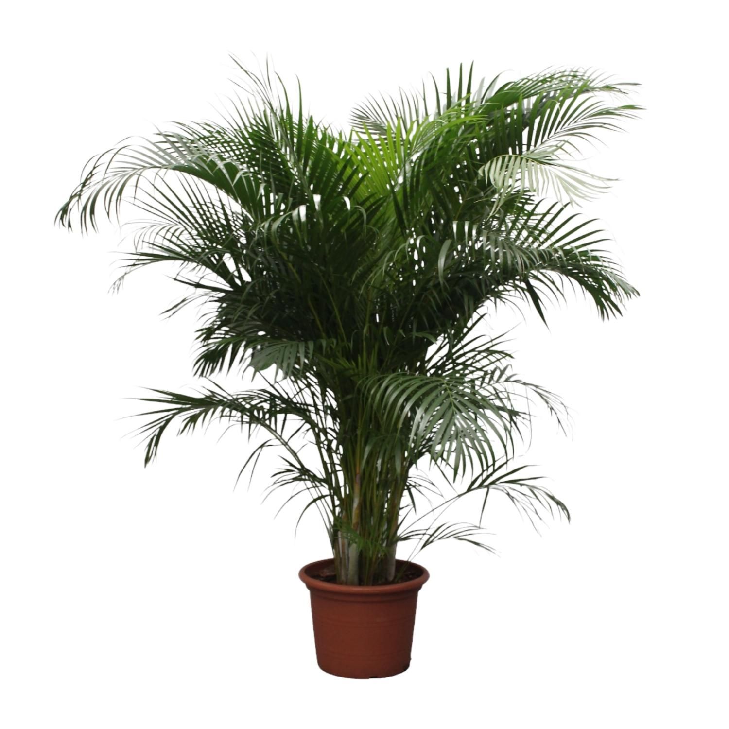 Dypsis Lutescens Areca-Palme