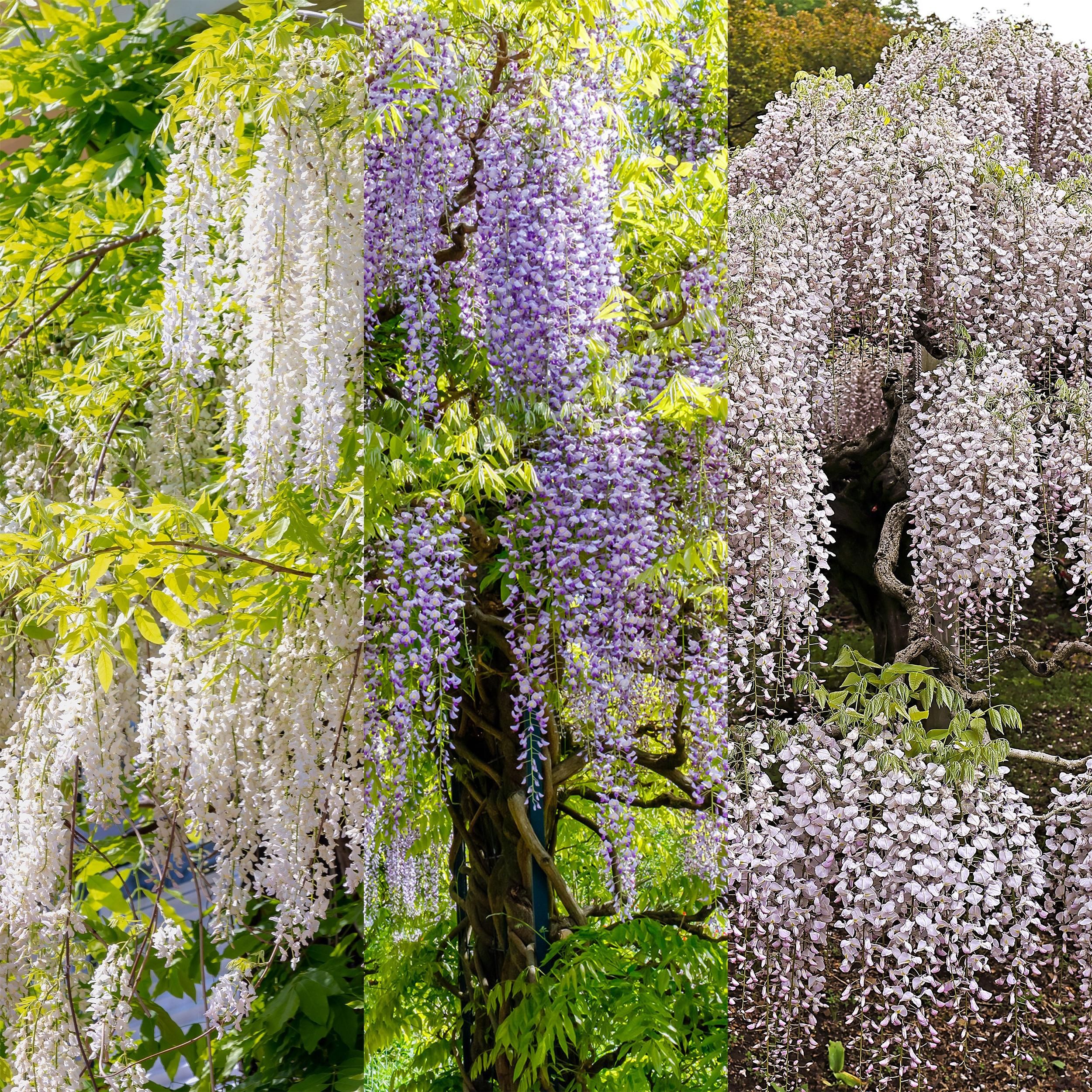 Blauregen Wisteria floribunda Tricolour mehrfarbig