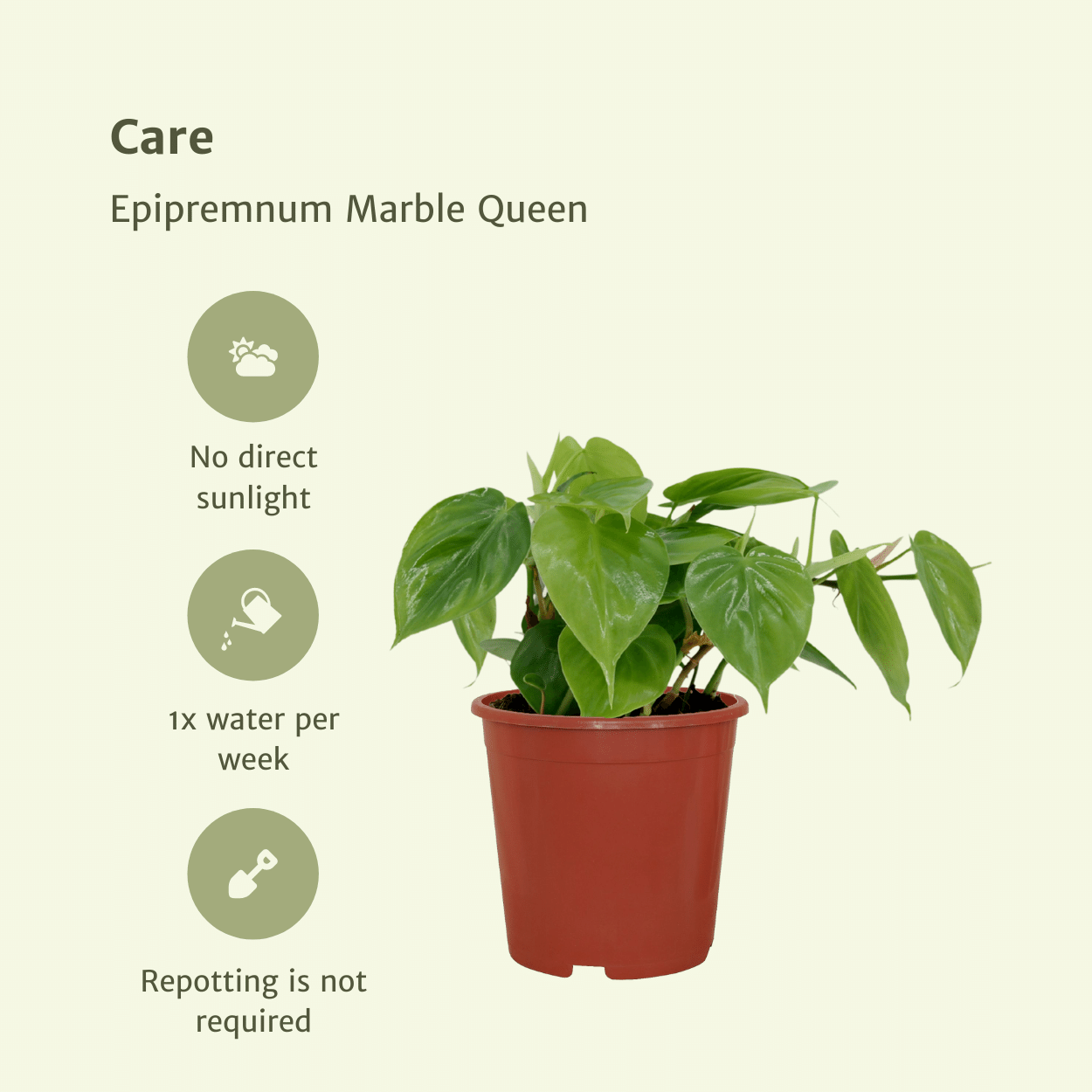 Philodendron Scandens hängende Zimmerpflanze
