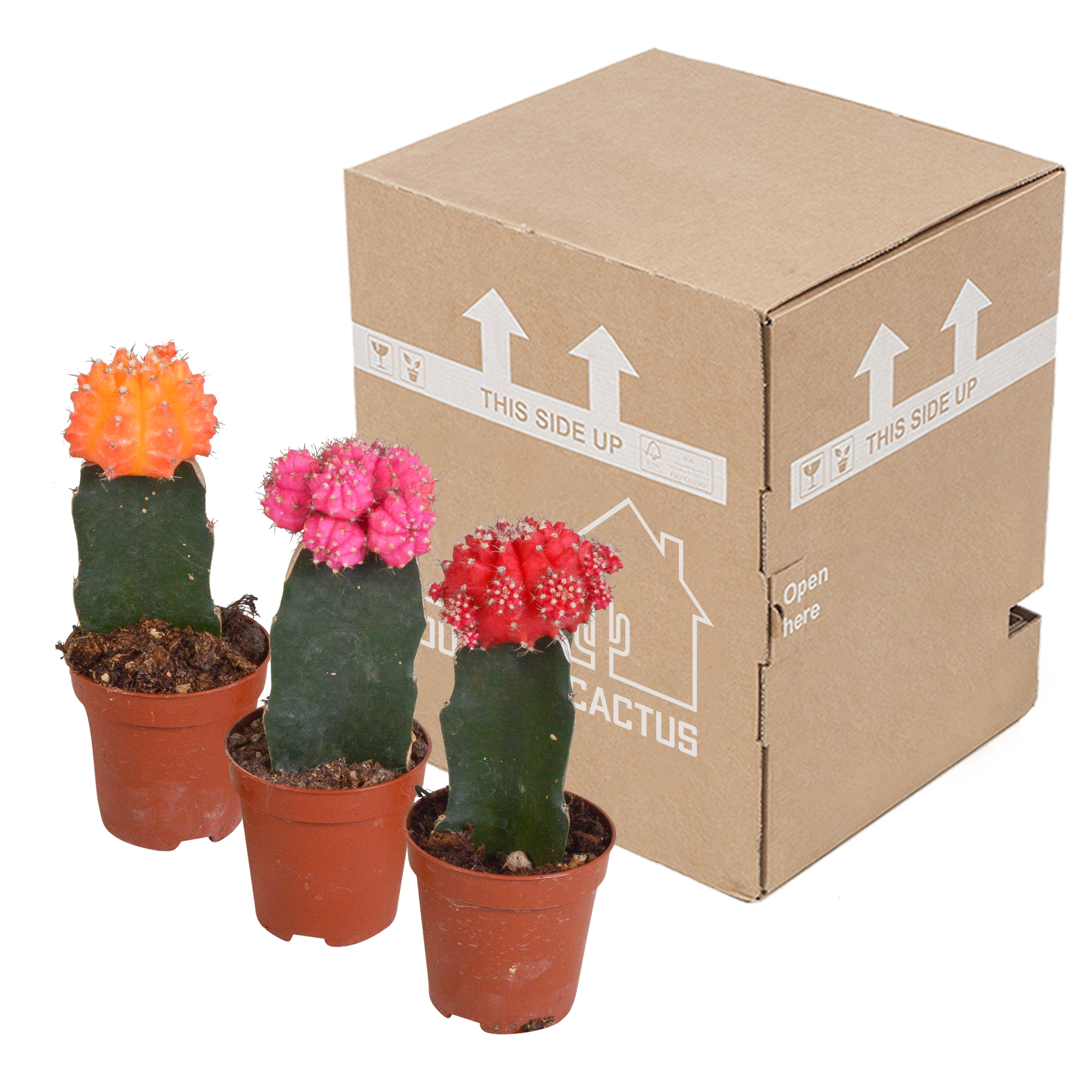 Bunte Gymnocalycium Farbmix Sukkulenten