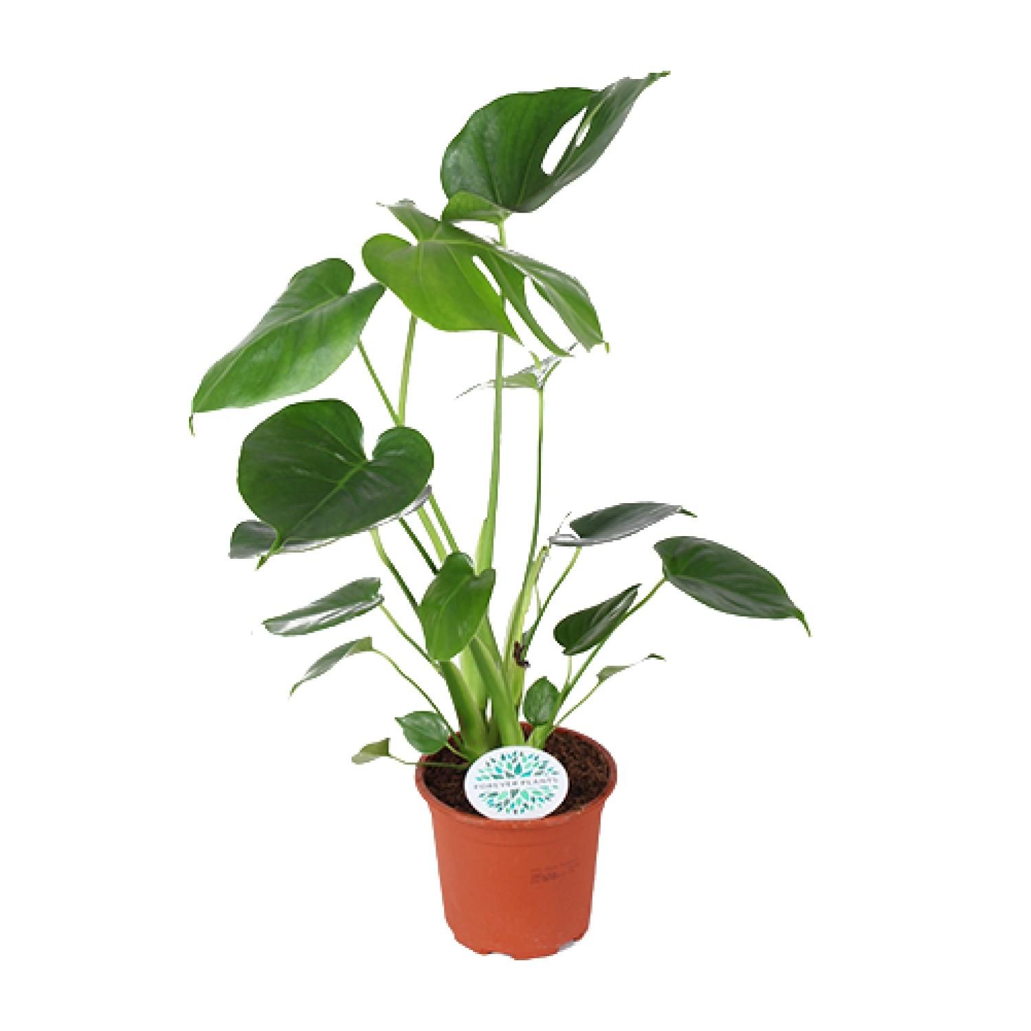 Monstera Deliciosa Zimmerpflanze