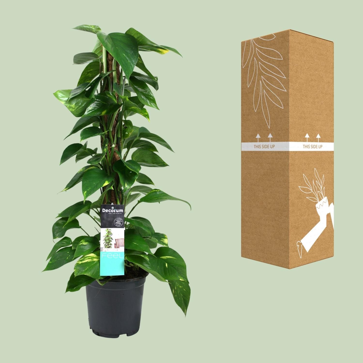 Elegante Scindapsus Zimmerpflanze mit hängenden Ranken