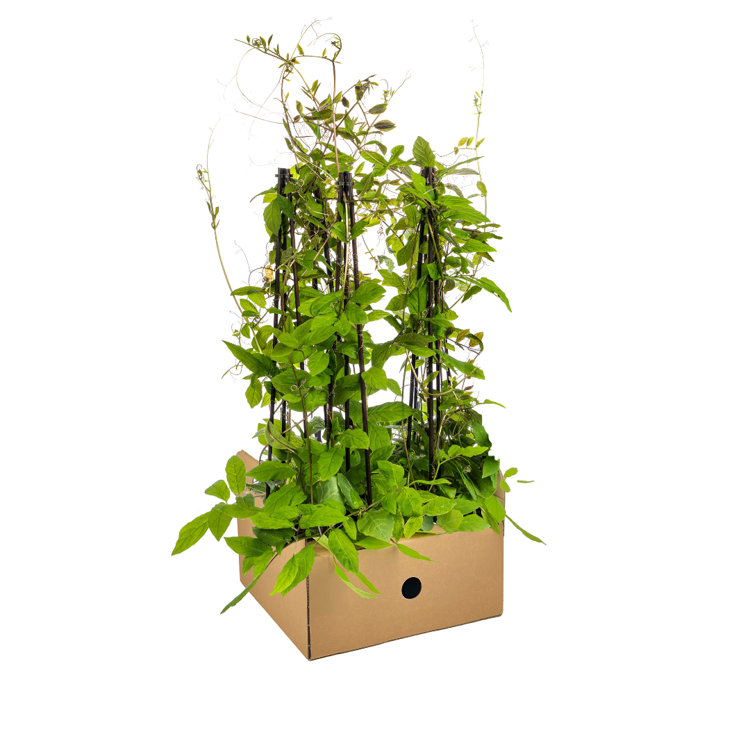 4x Cobea scandens Violet Blue – Kletterpflanze | Ø 13cm Topf – 60cm hoch