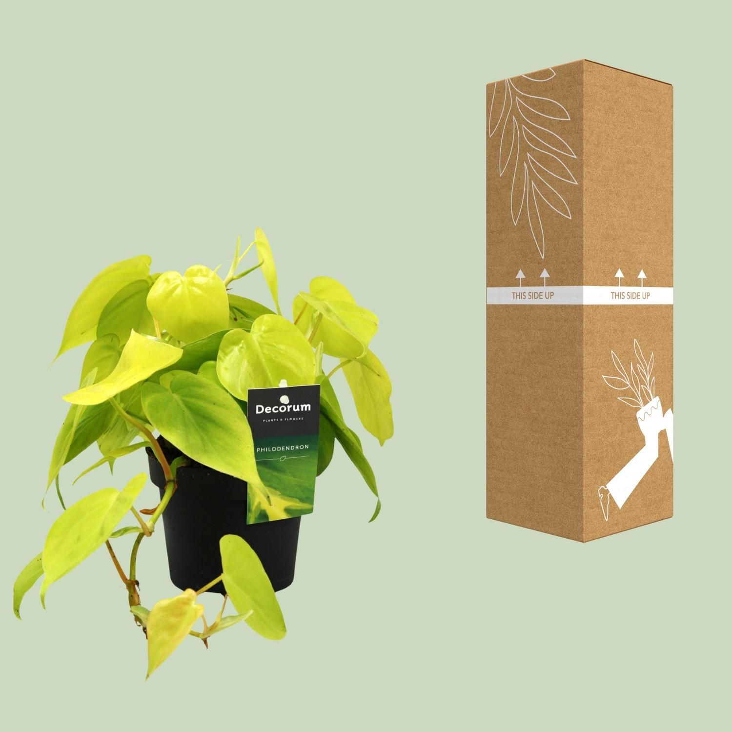 Philodendron Lime Zimmerpflanze mit glänzenden Blättern