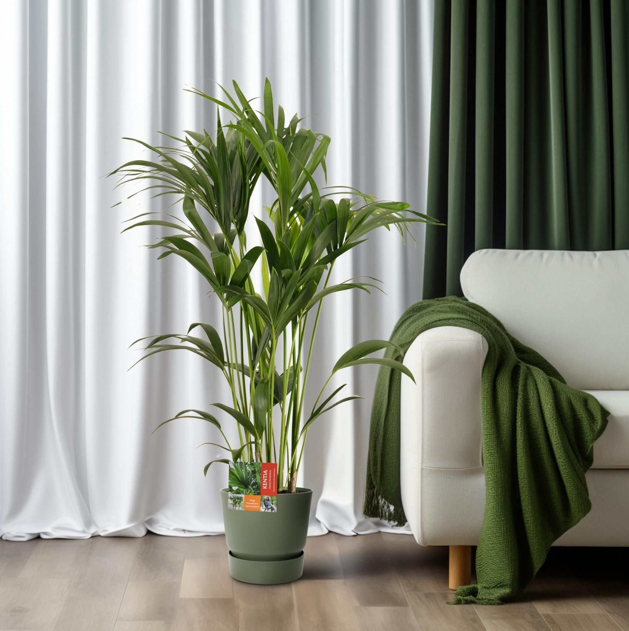 Elegante Kentia-Palme Howea Forsteriana