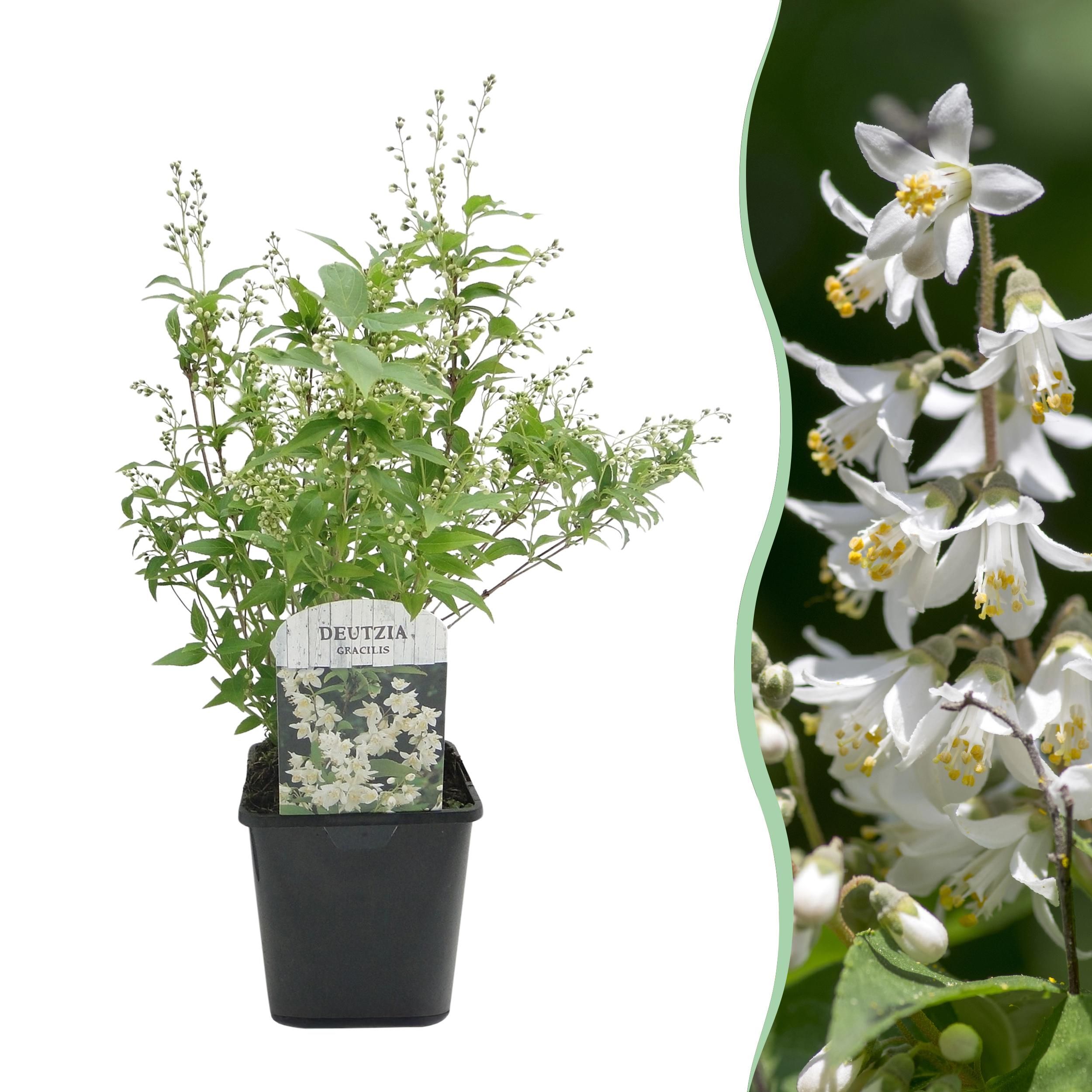 Deutzia Gracilis Strauch – Weiße Blüten – Pflegeleicht & Laubabwerfend