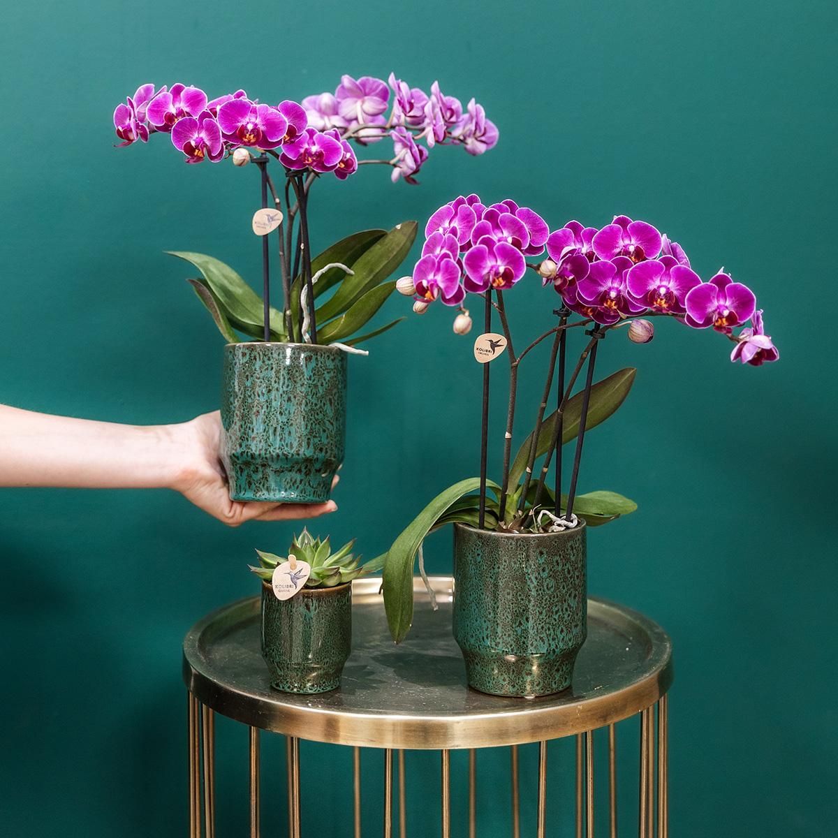 Calathea Elgergrass Zimmerpflanze