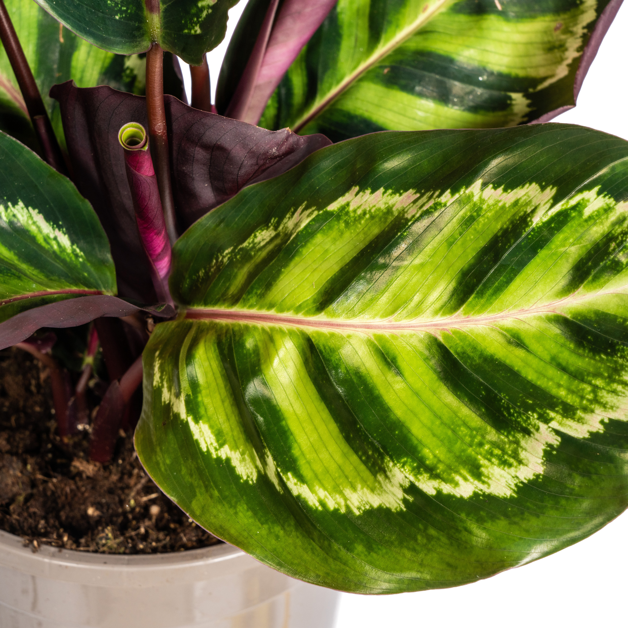 Calathea Zimmerpflanze – Roseopicta – Ø17cm