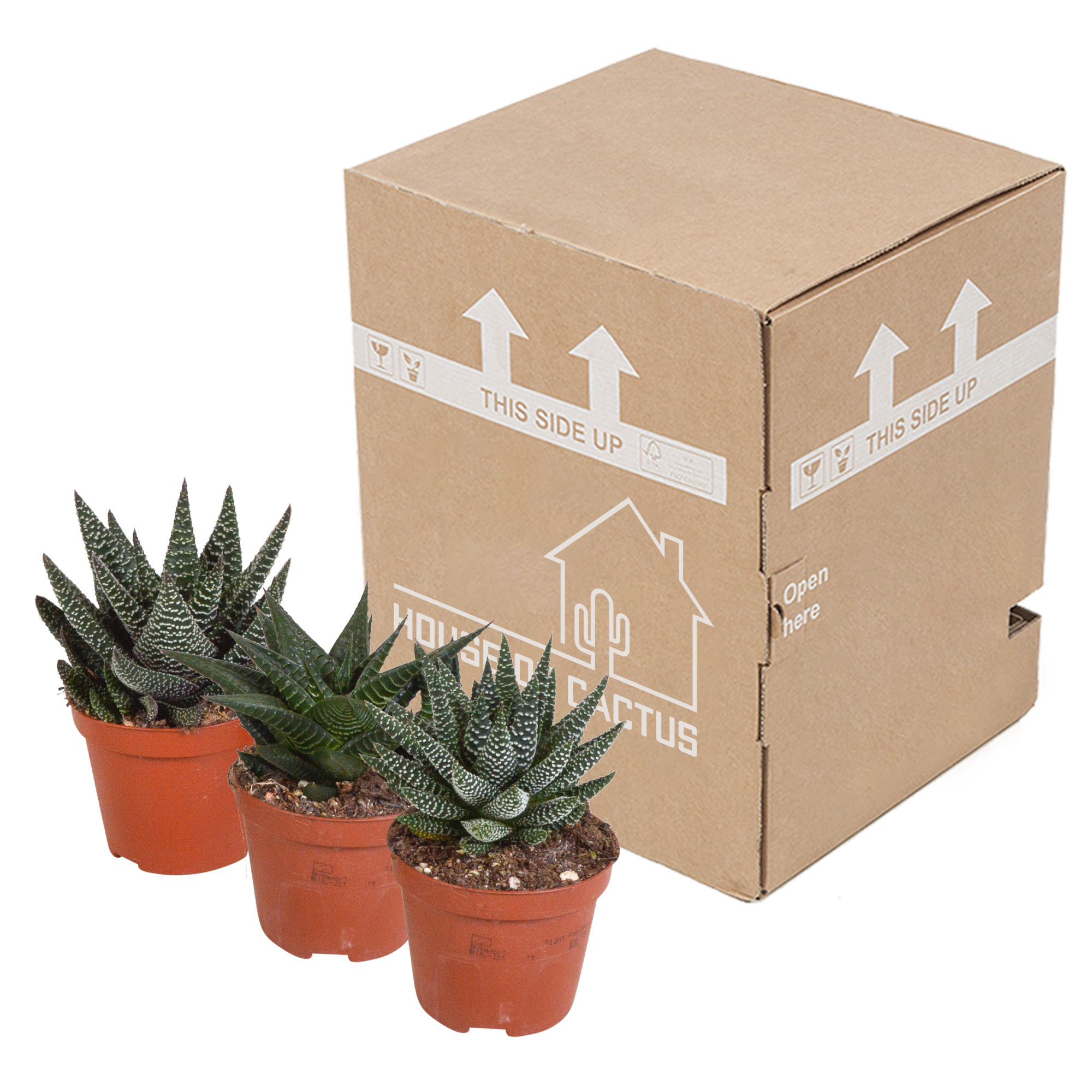 Gasteria Haworthia Mix Pflegeleichte Sukkulenten