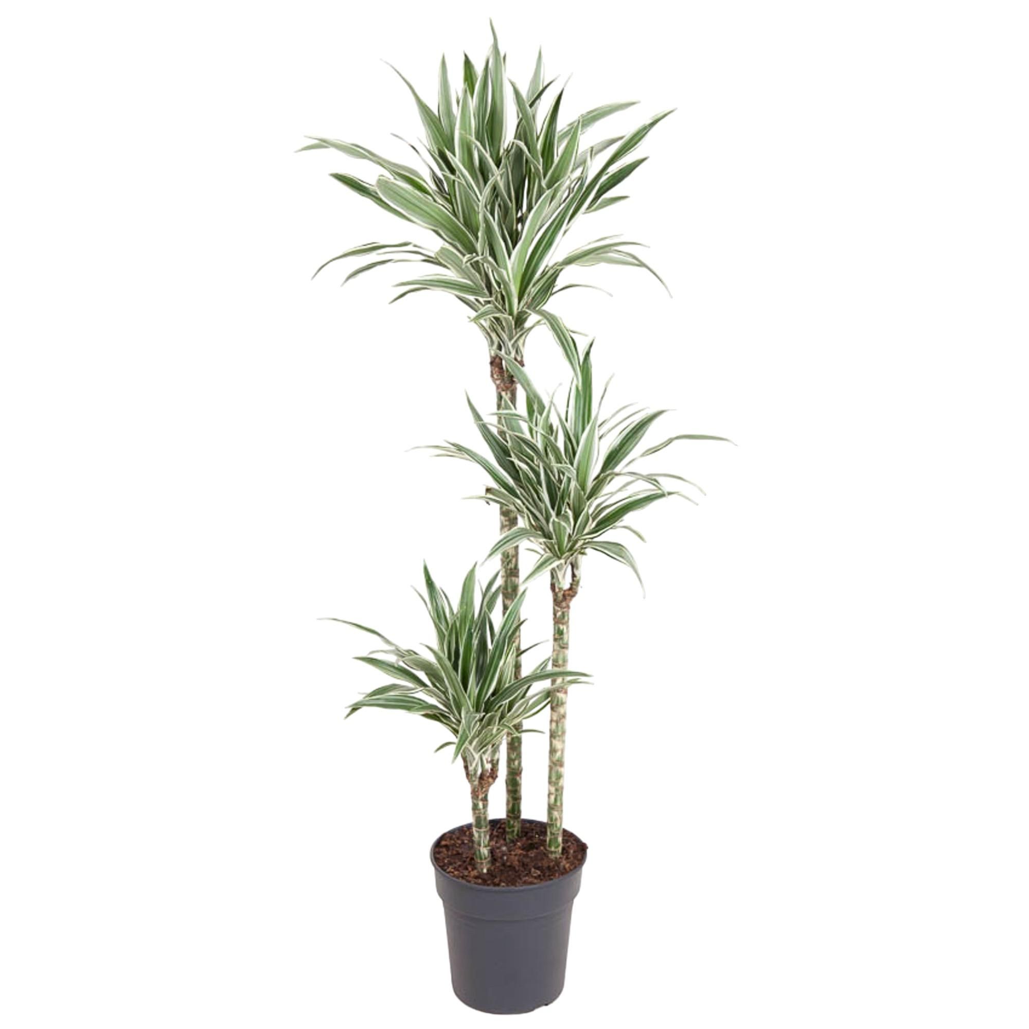 Dracaena White Stripe Zimmerpflanze