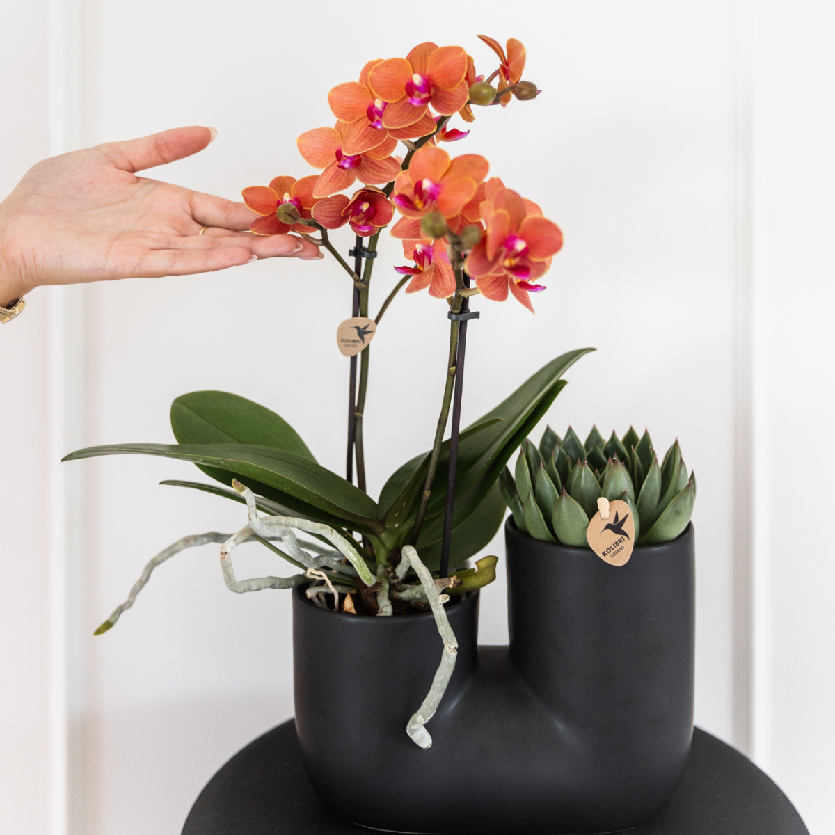 Phalaenopsis Orchideen Set Bolzano Orange