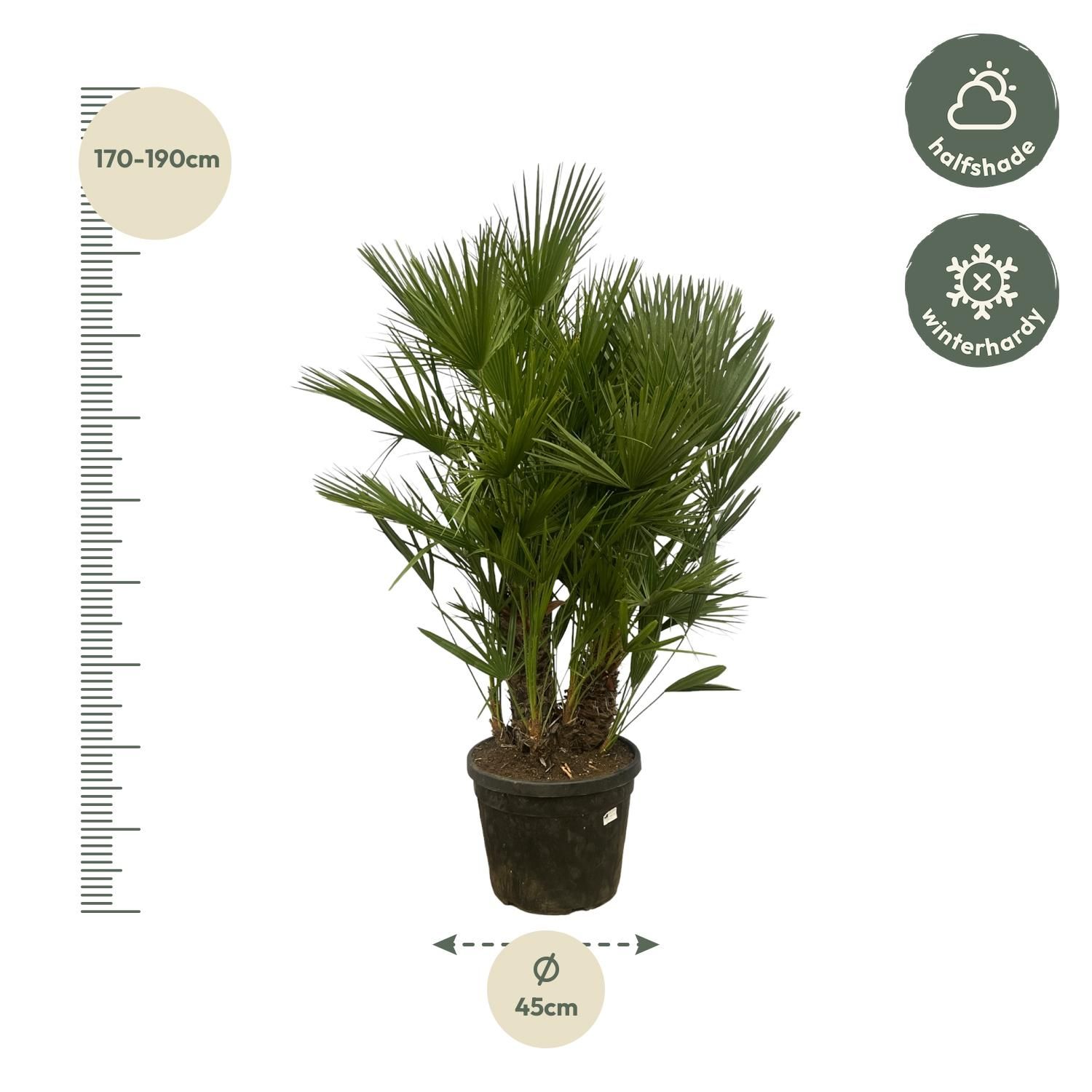 Chamaerops Humilis Zwergpalme mehrstämmig