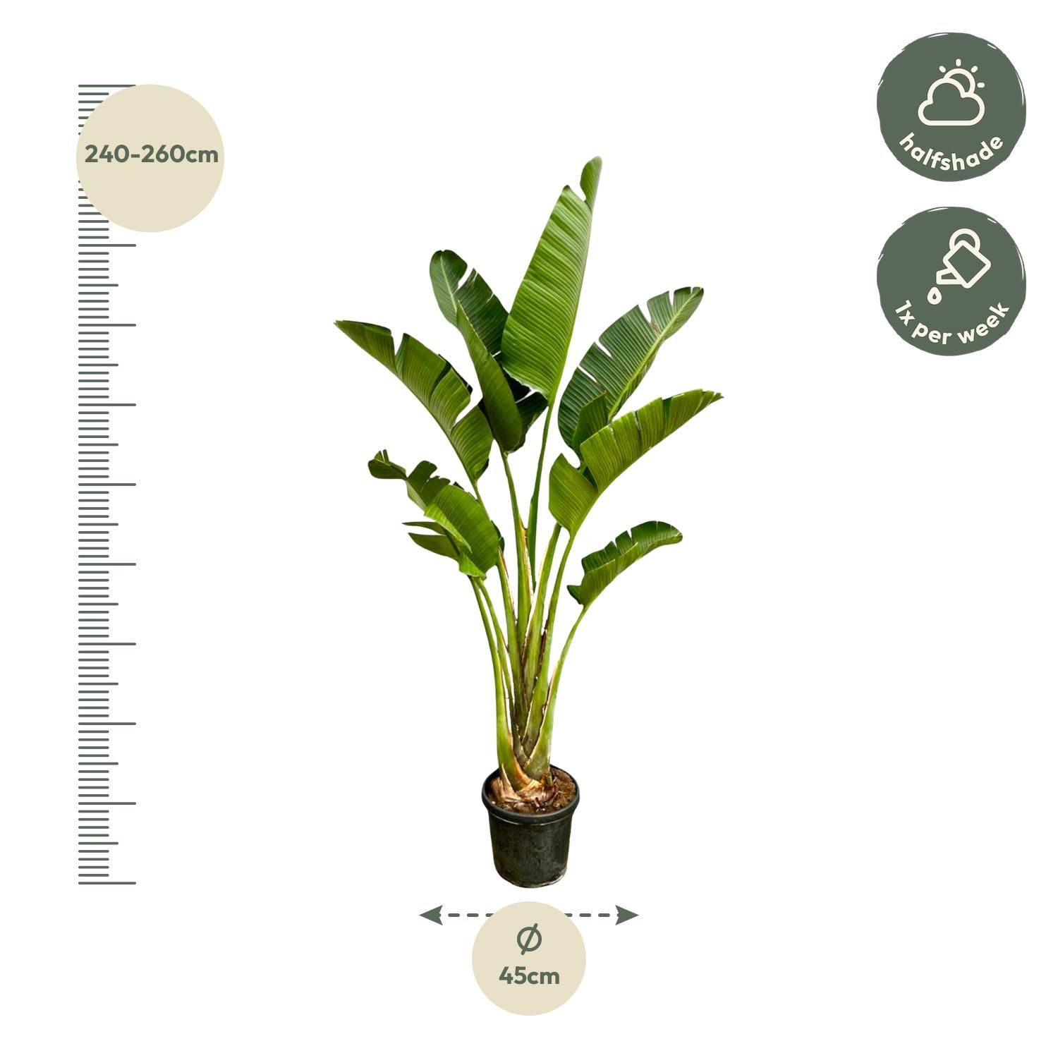 Strelitzia Augusta Weiße Paradiesvogelpflanze
