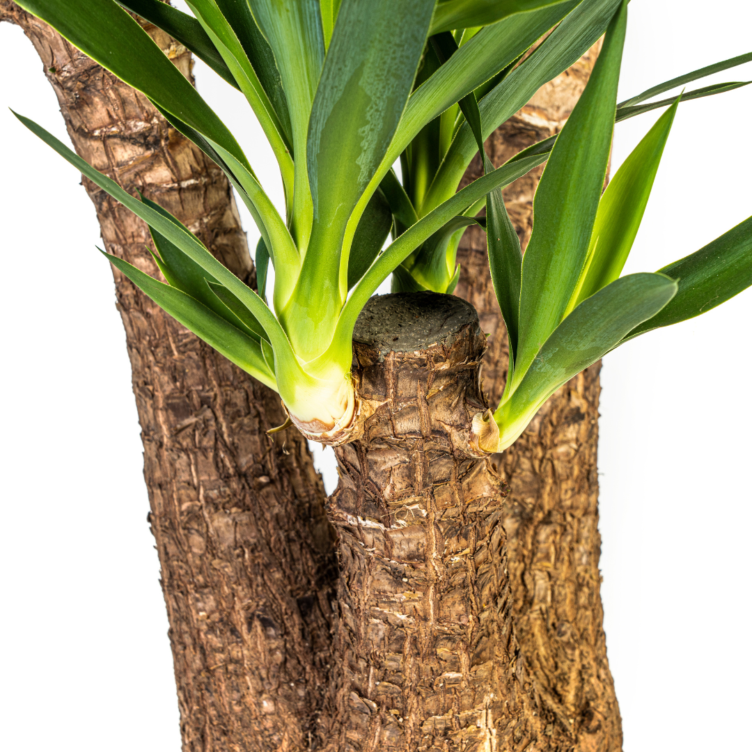 Yucca Elephantipes Verzweigt Ø24cm – 80-100cm Hoch – Robuste Grünpflanze