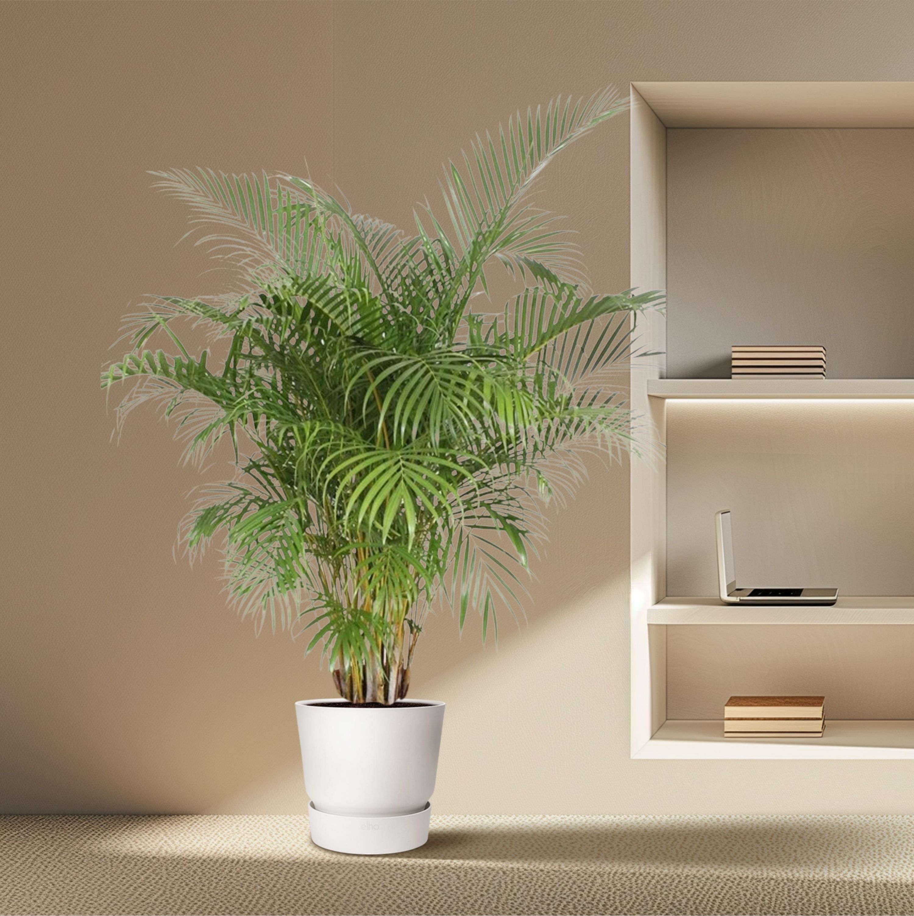 Dypsis Lutescens Areca-Palme