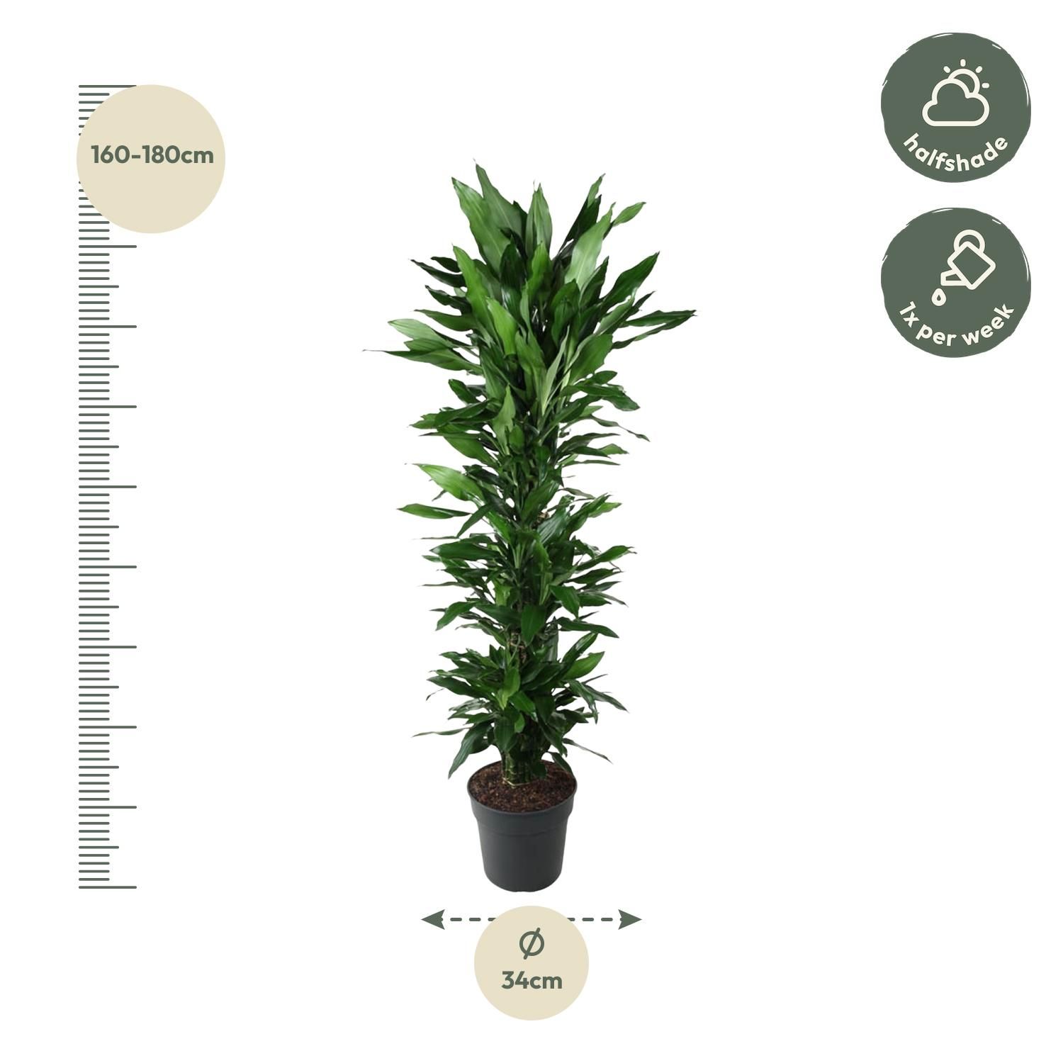 Dracaena Janet Lind hochgewachsen mit glänzenden Blättern