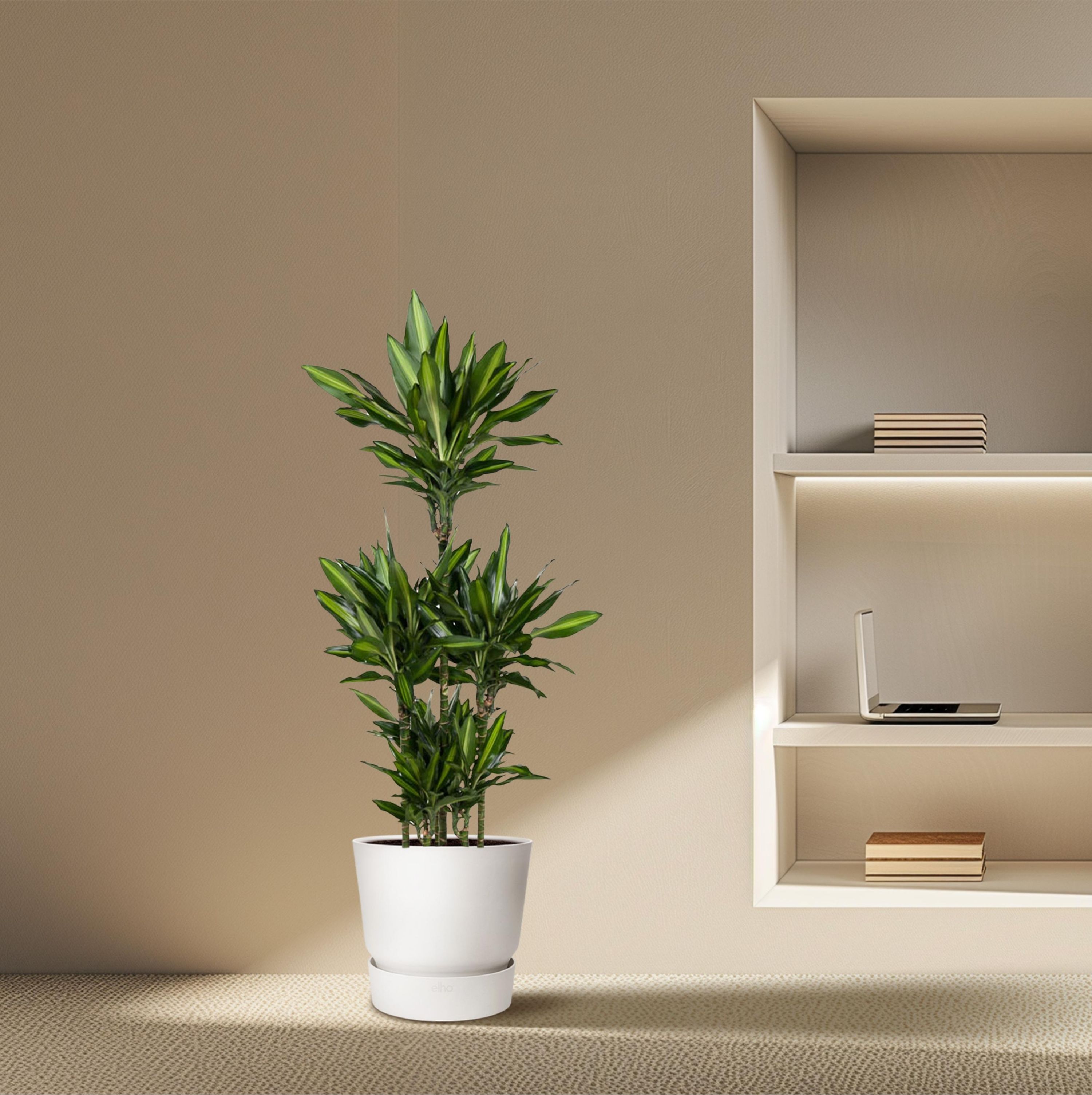 Dracaena Cintho - elegante Grünpflanze mit farbiger Blattkante