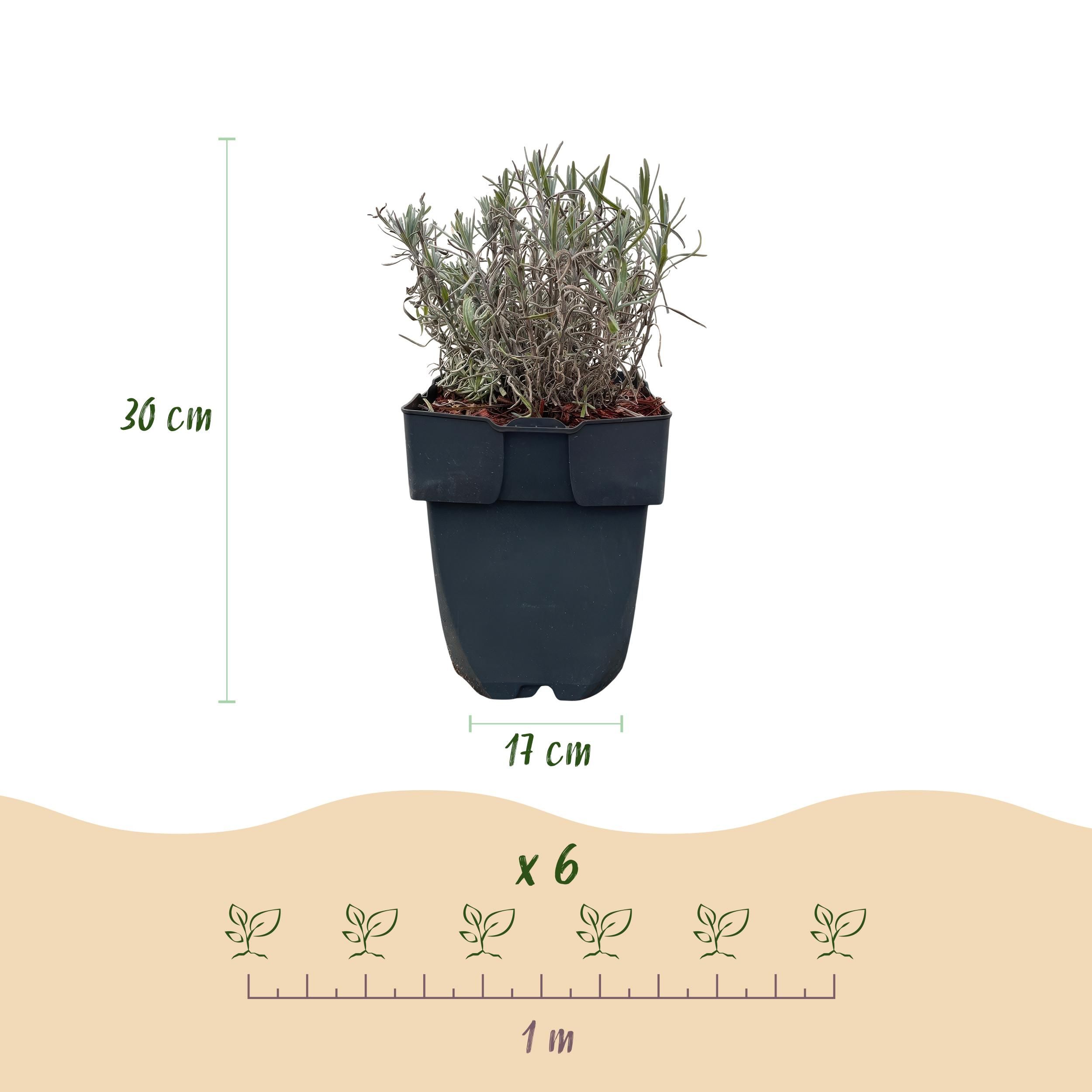 Lavendel Lavandula Angustifolia Hidcote – Immergrün | Grau Blatt | 6 Pflanzen – 1 Meter