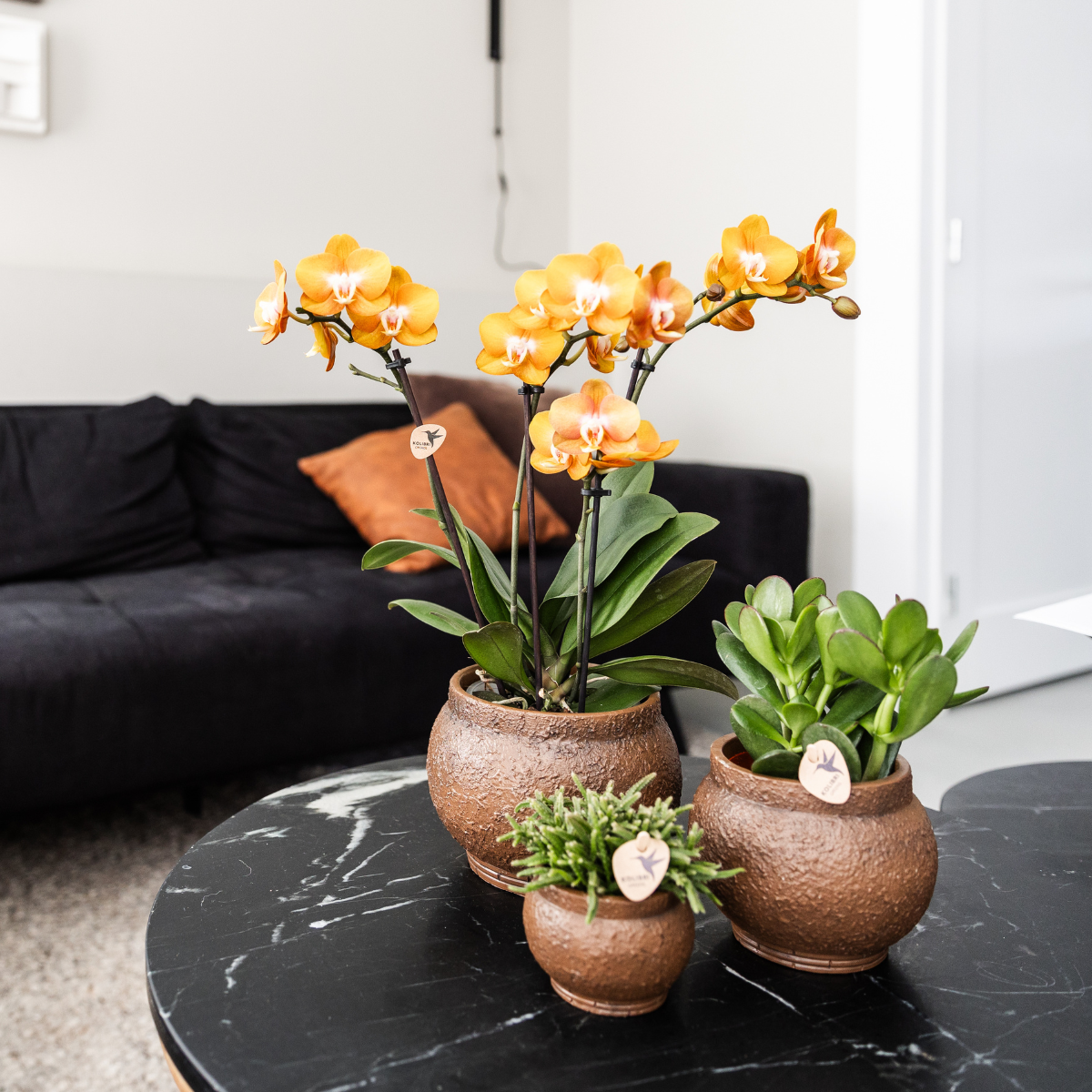 COMBI DEAL 4 Phalaenopsis Orchideen – Blühende Zimmerpflanzen – Topf Ø12cm