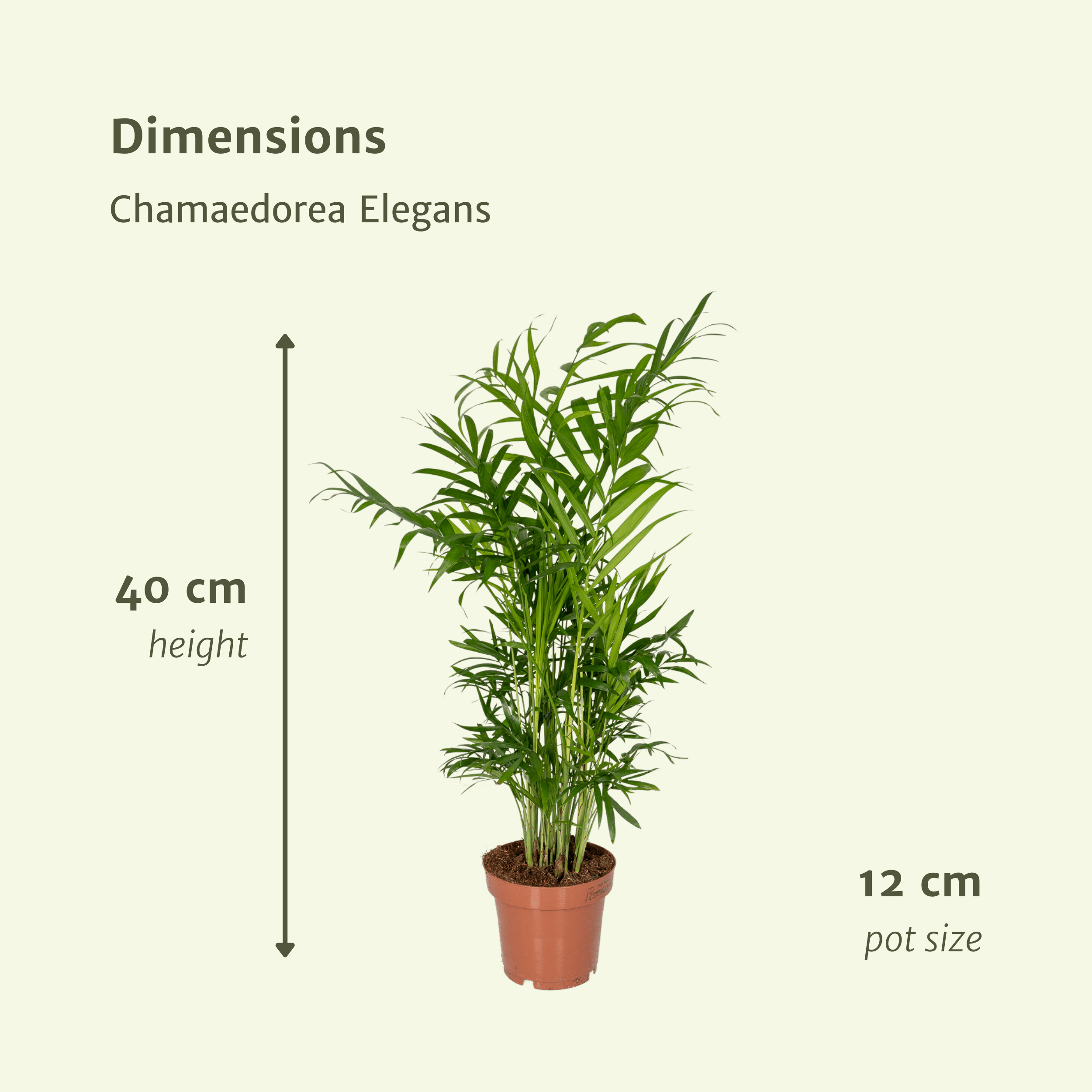 Chamaedorea Elegans - Elegante Mexikanische Bergpalme