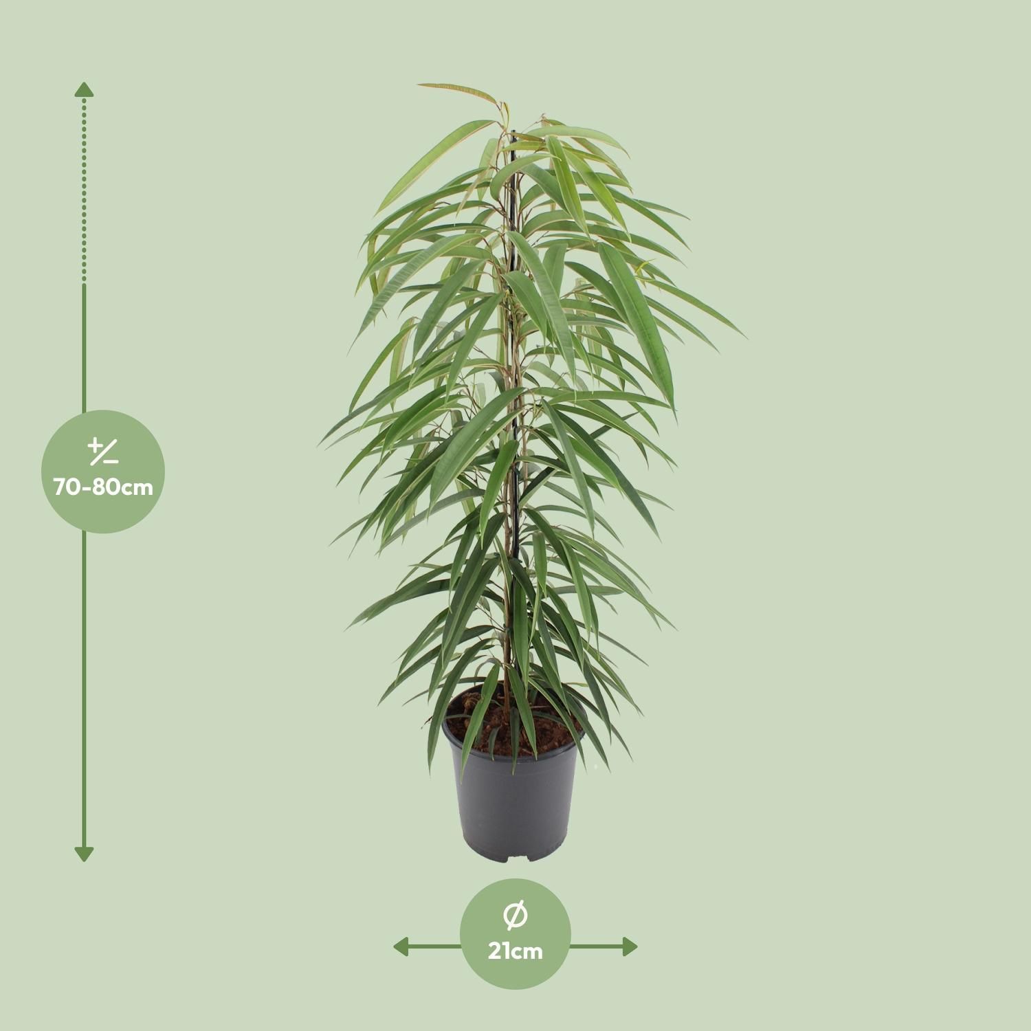 Eleganter Ficus Binnendijkii Alii Zimmerpflanze