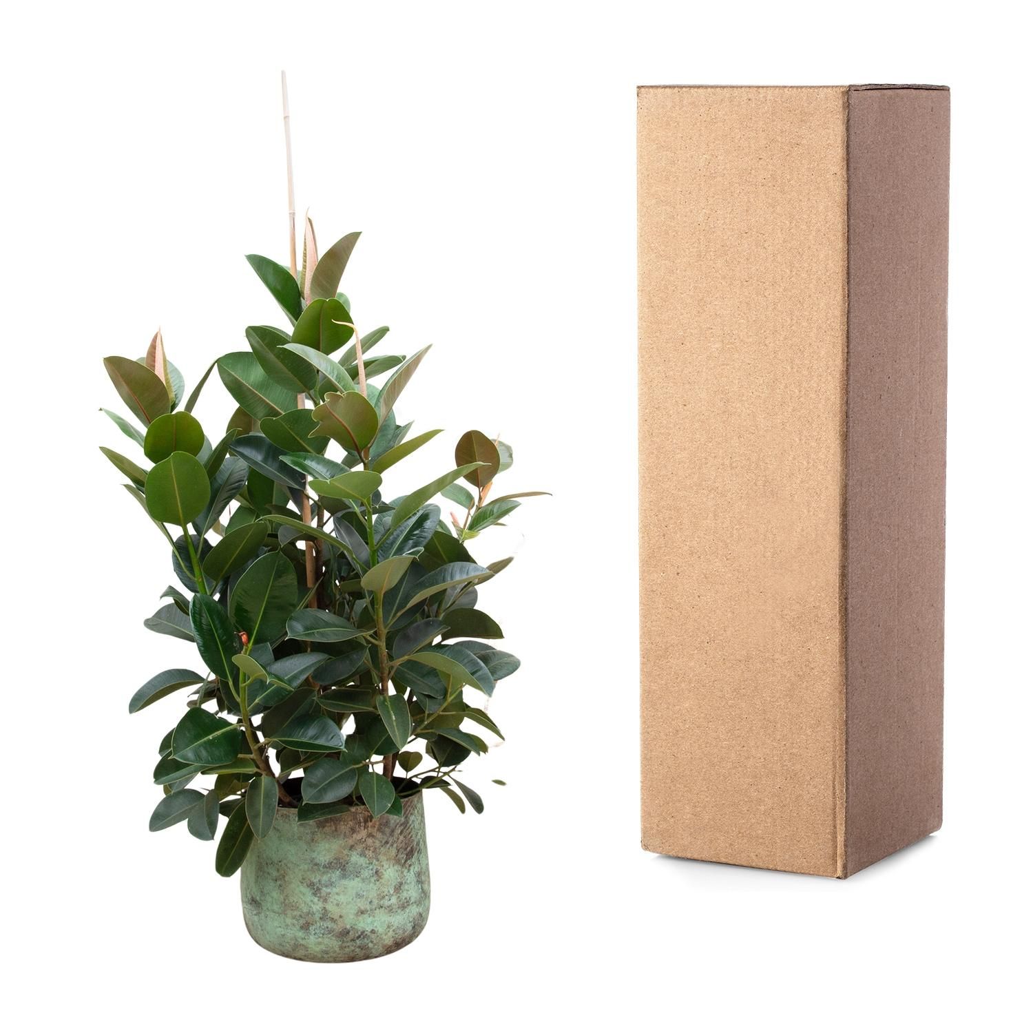 Ficus Robusta verzweigt Zimmerpflanze