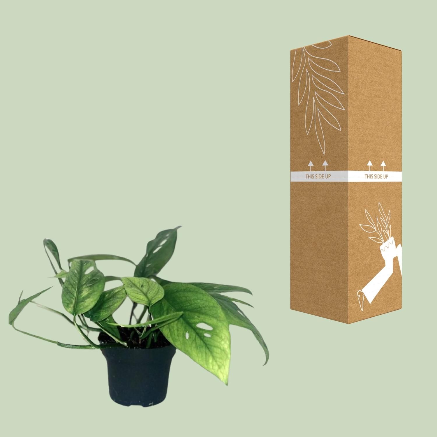 Epipremnum Cebu Blue Zimmerpflanze