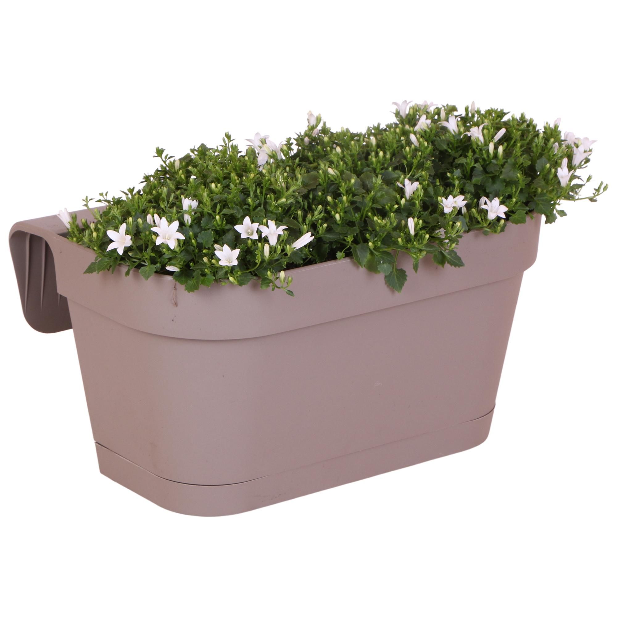 Taupe Balkonpflanzer mit weißen Campanula Stauden