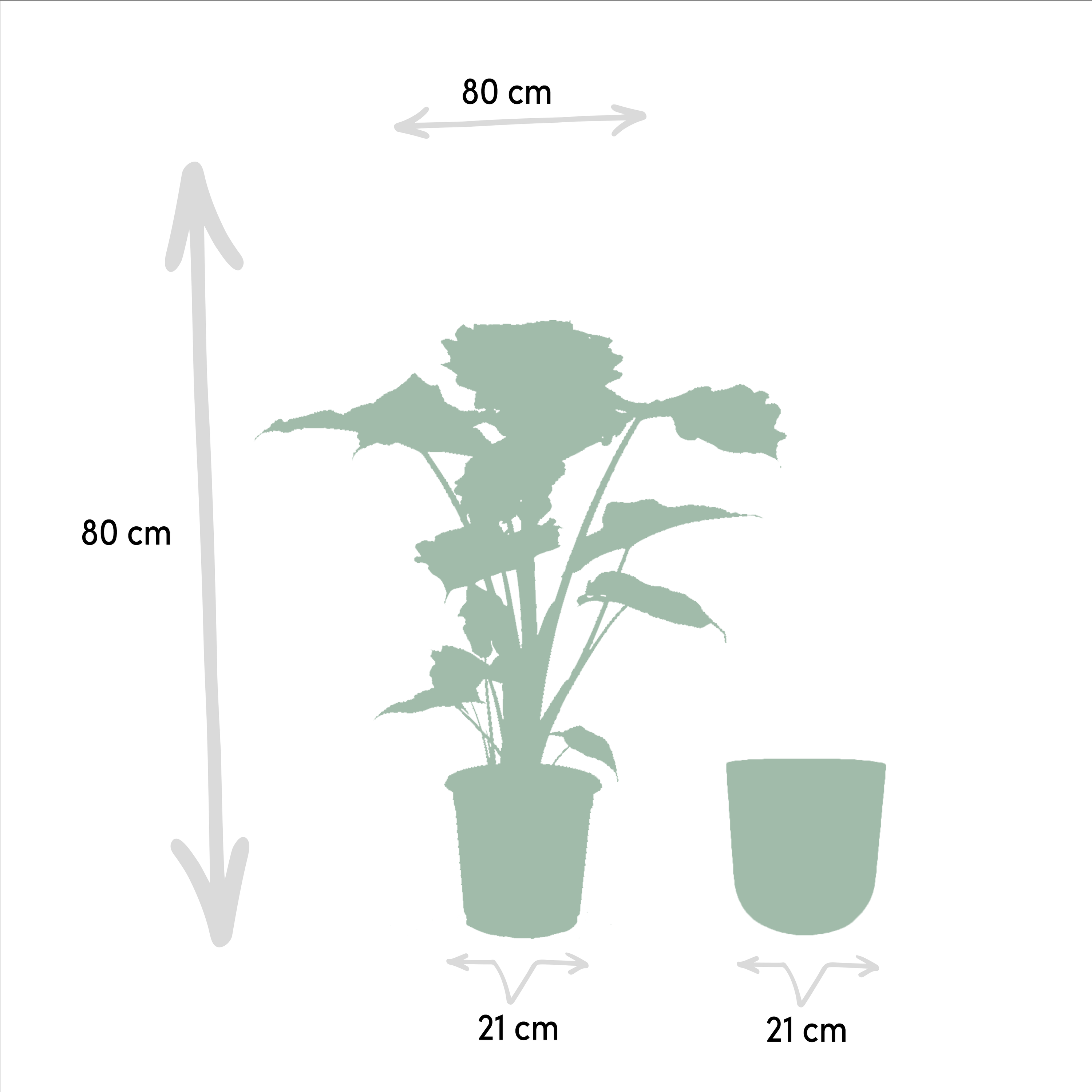 Alocasia Portodora Zimmerpflanze mit großem Elefantenohrblatt