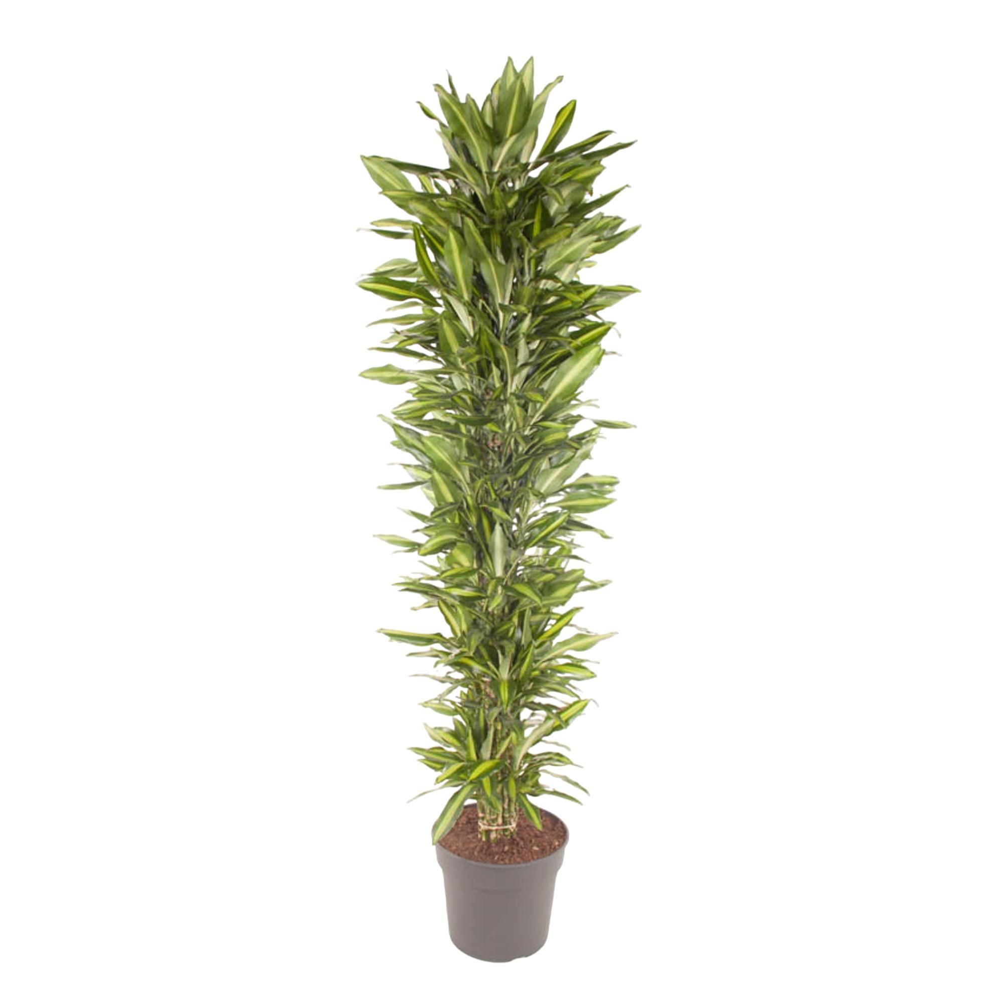 Dracaena Cintho - Eleganter Zimmerbaum mit welligen Blättern