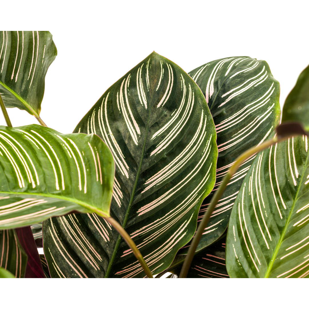 Calathea Ornata Sanderiana Ø27cm – Gestreifte Blätter