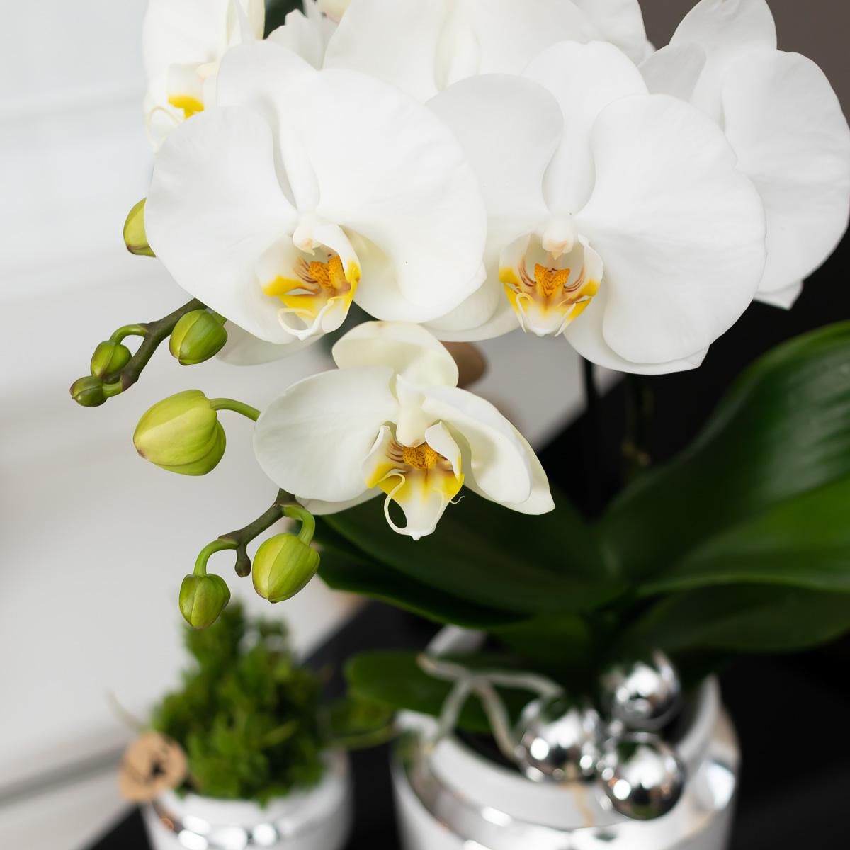 Kolibri Orchideen Weißes Orchideen-Set im Baumwollkorb