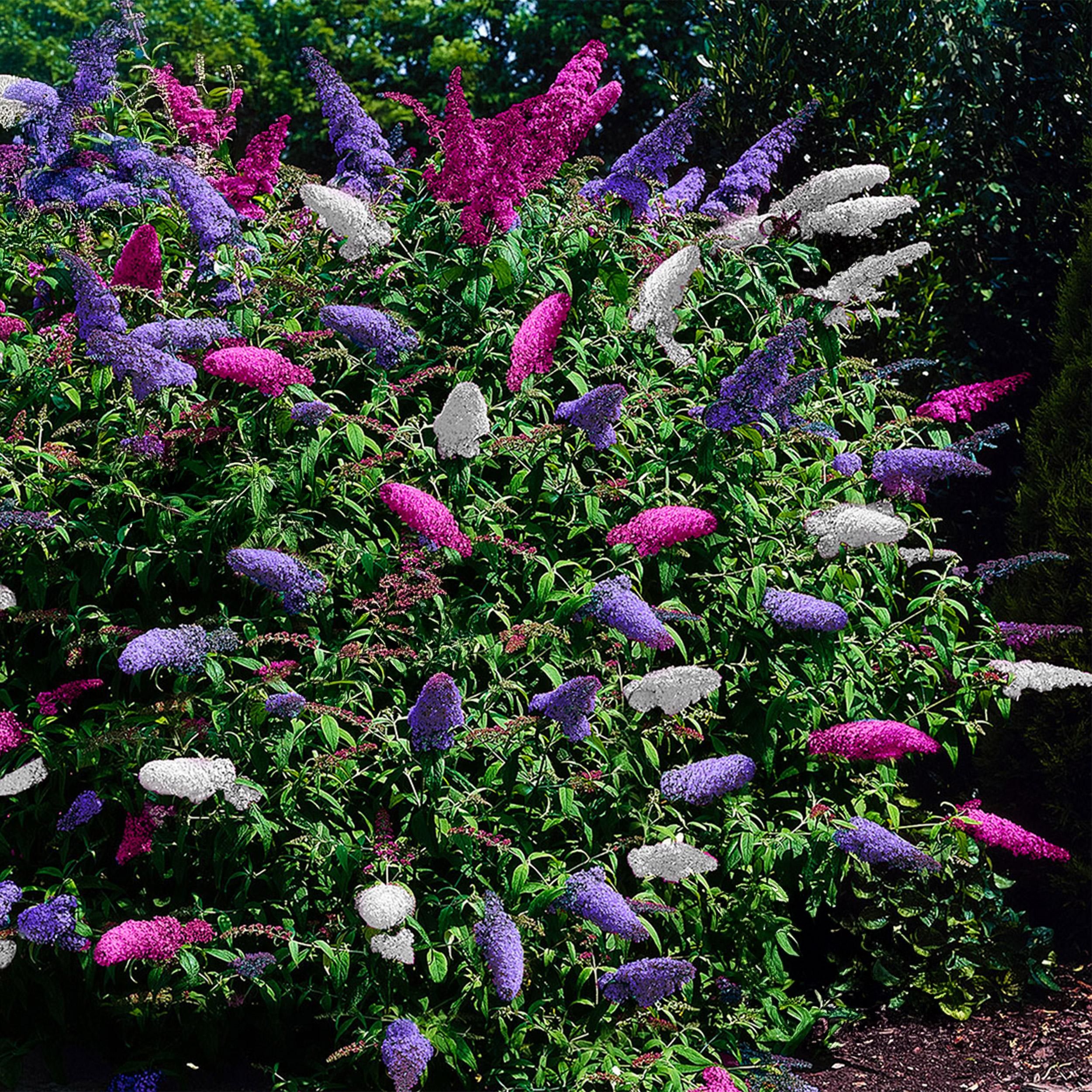 Schmetterlingsstrauch Buddleja Tricolour | Rosa, Weiß & Lila Blüten | Schmetterlingsanziehend