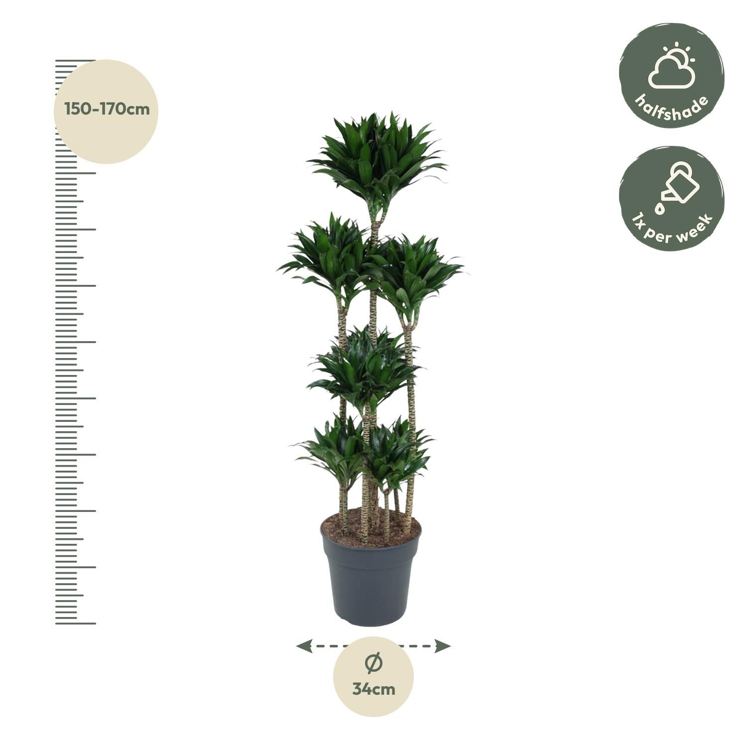 Dracaena Compacta - Elegante Zimmerpflanze