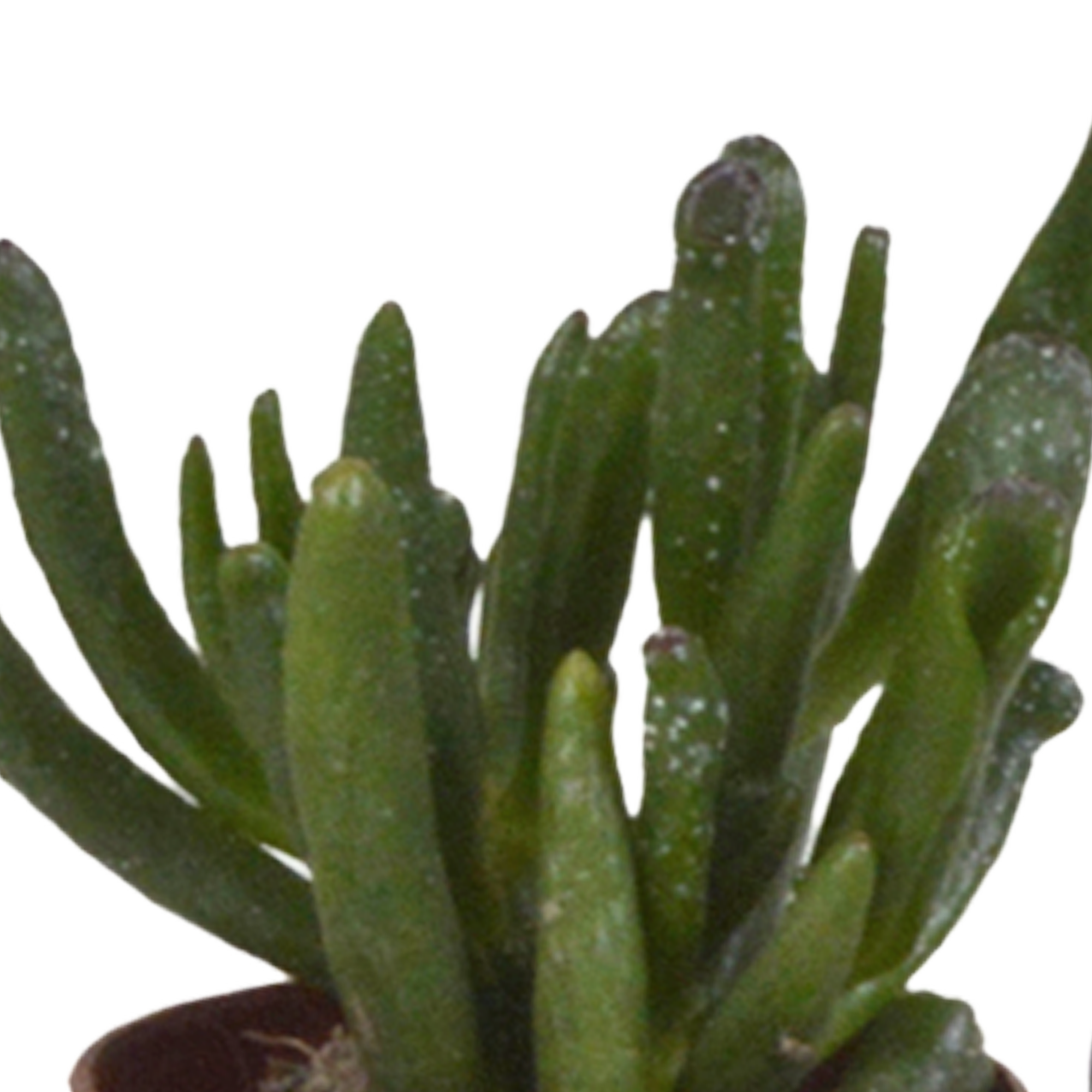 Echeveria Mix in Weißem Topf