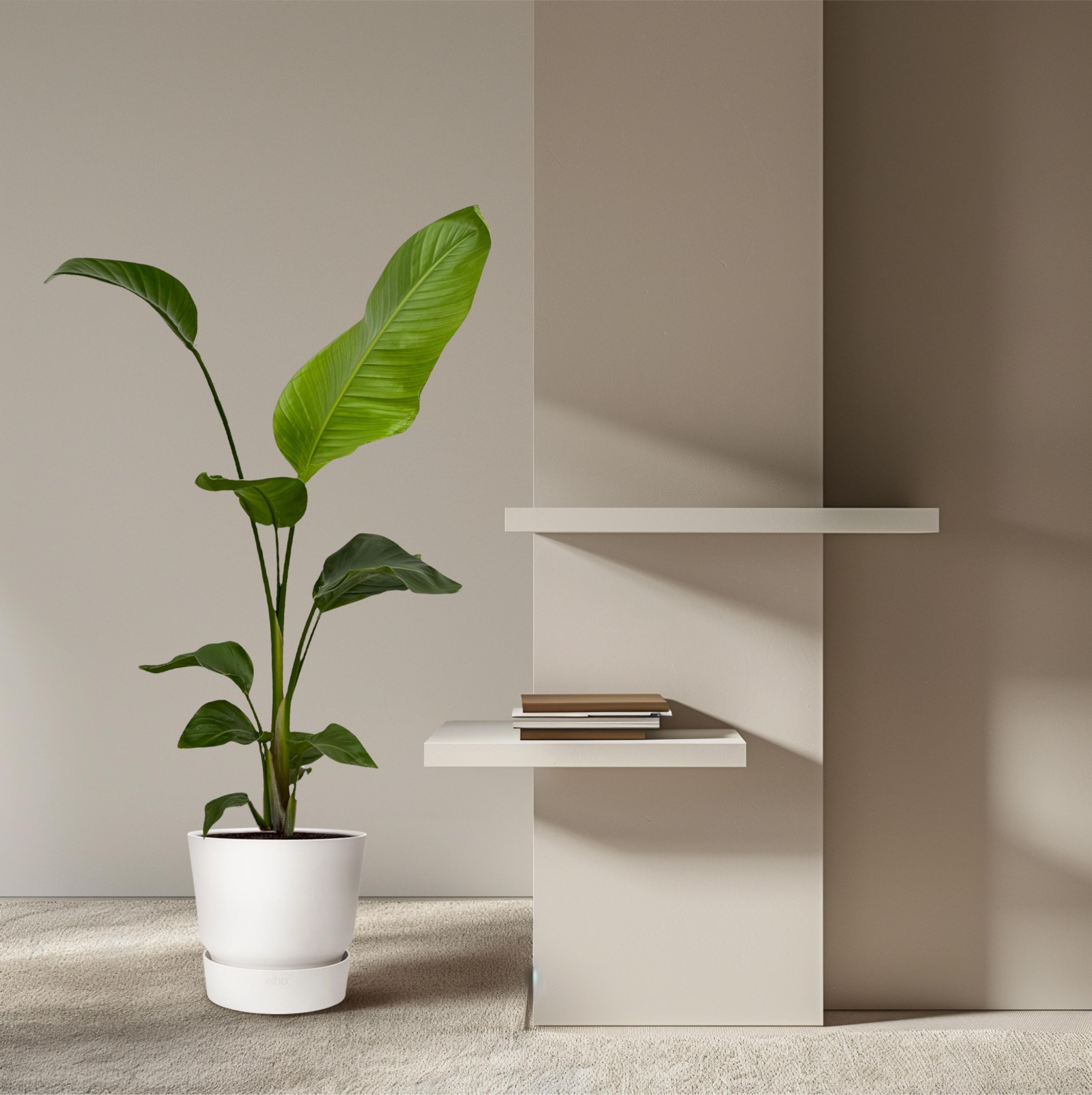 Strelitzia Nicolai | 2er-Set | 100 cm hoch | Ø17 Topf