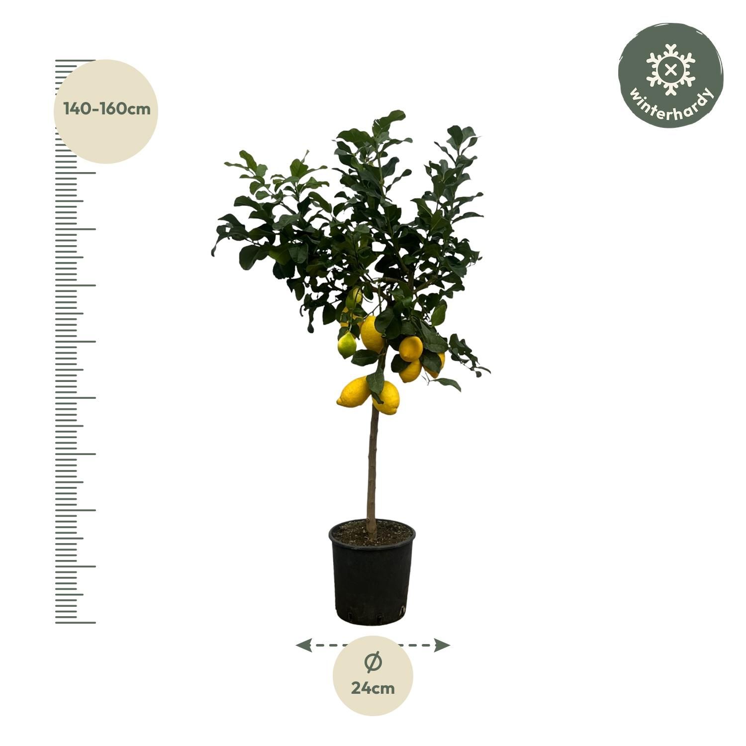 Zitrusbaum Calamondin