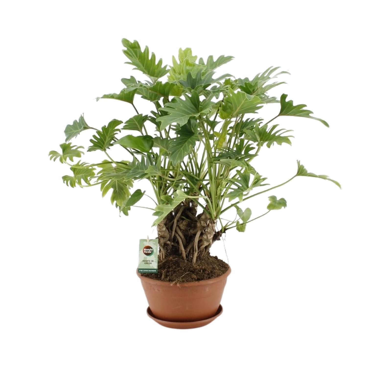 Philodendron Xanadu als Zimmerpflanze