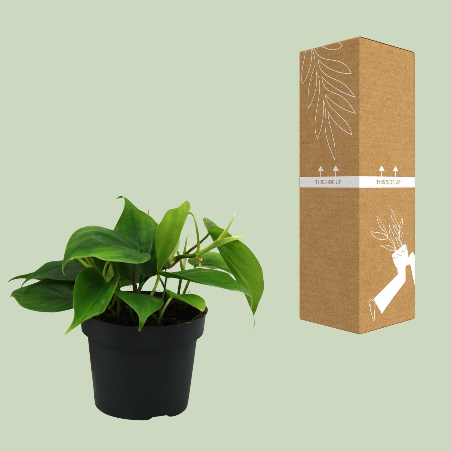 Philodendron Scandens Zimmerpflanze mit glänzenden Blättern