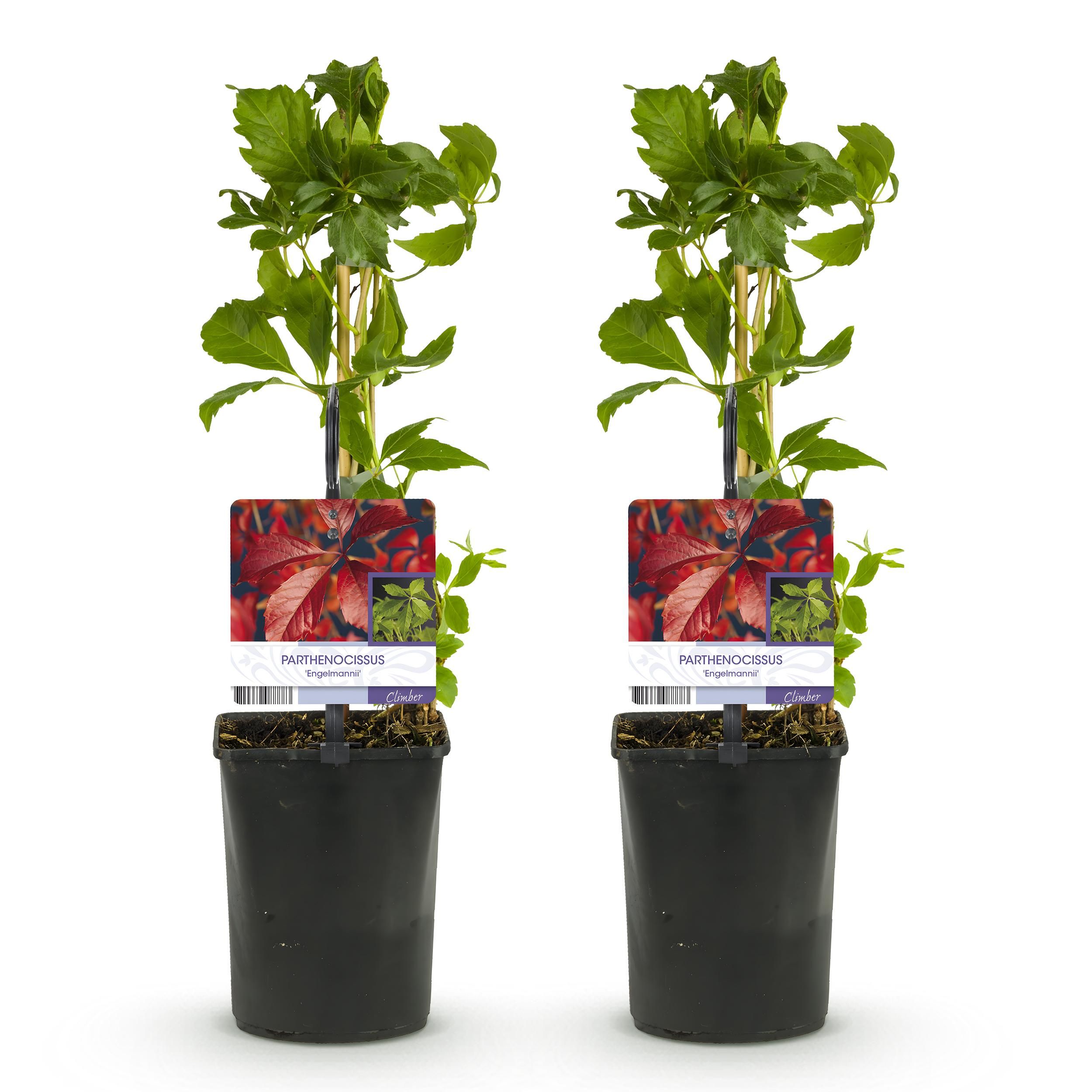 Wilde Wein | Parthenocissus Engelmannii | Blatt Grün/Rot | Pflegeleicht | 2 Pflanzen