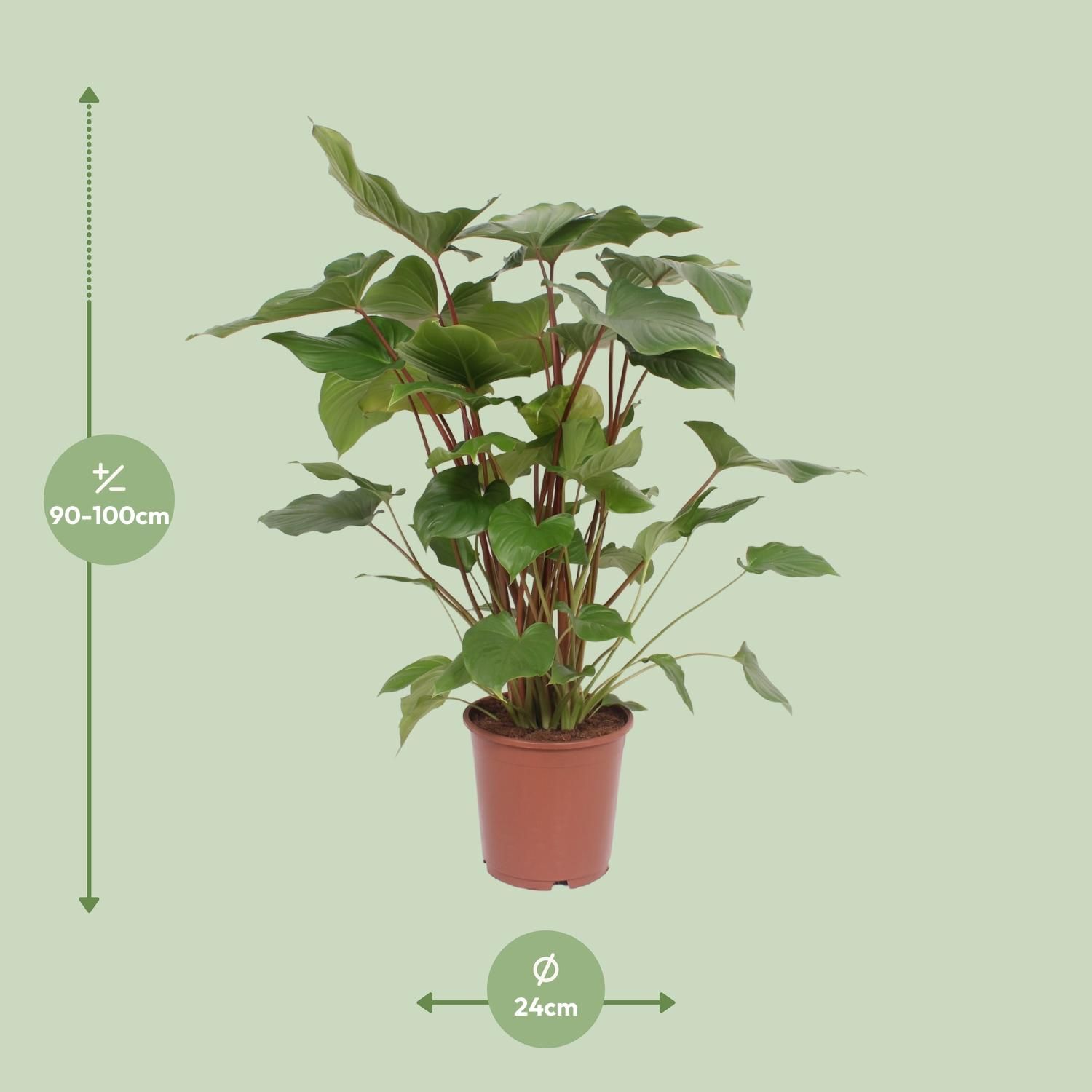 Homalomena Rubescens Maggy Zimmerpflanze
