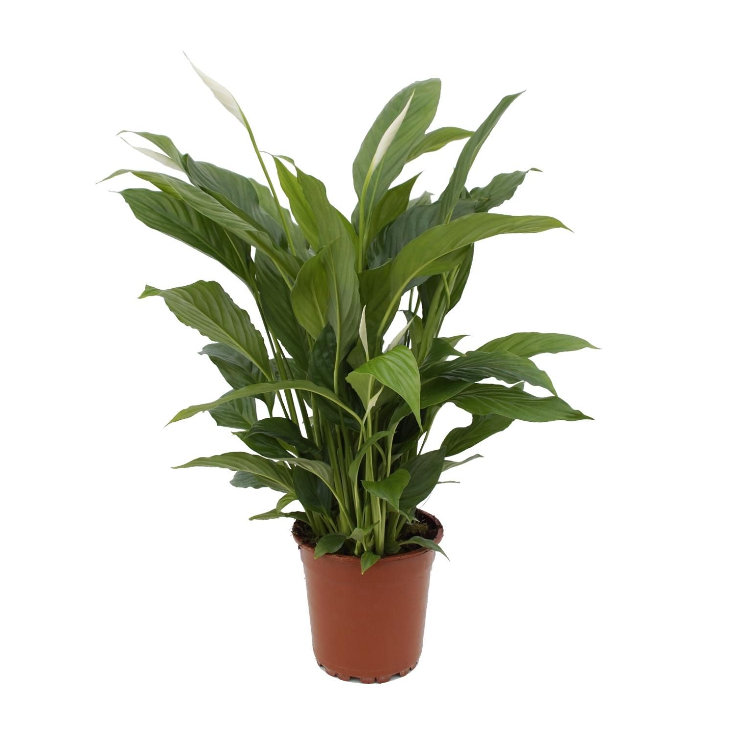 Spathiphyllum Torelli Friedenslilie Zimmerpflanze