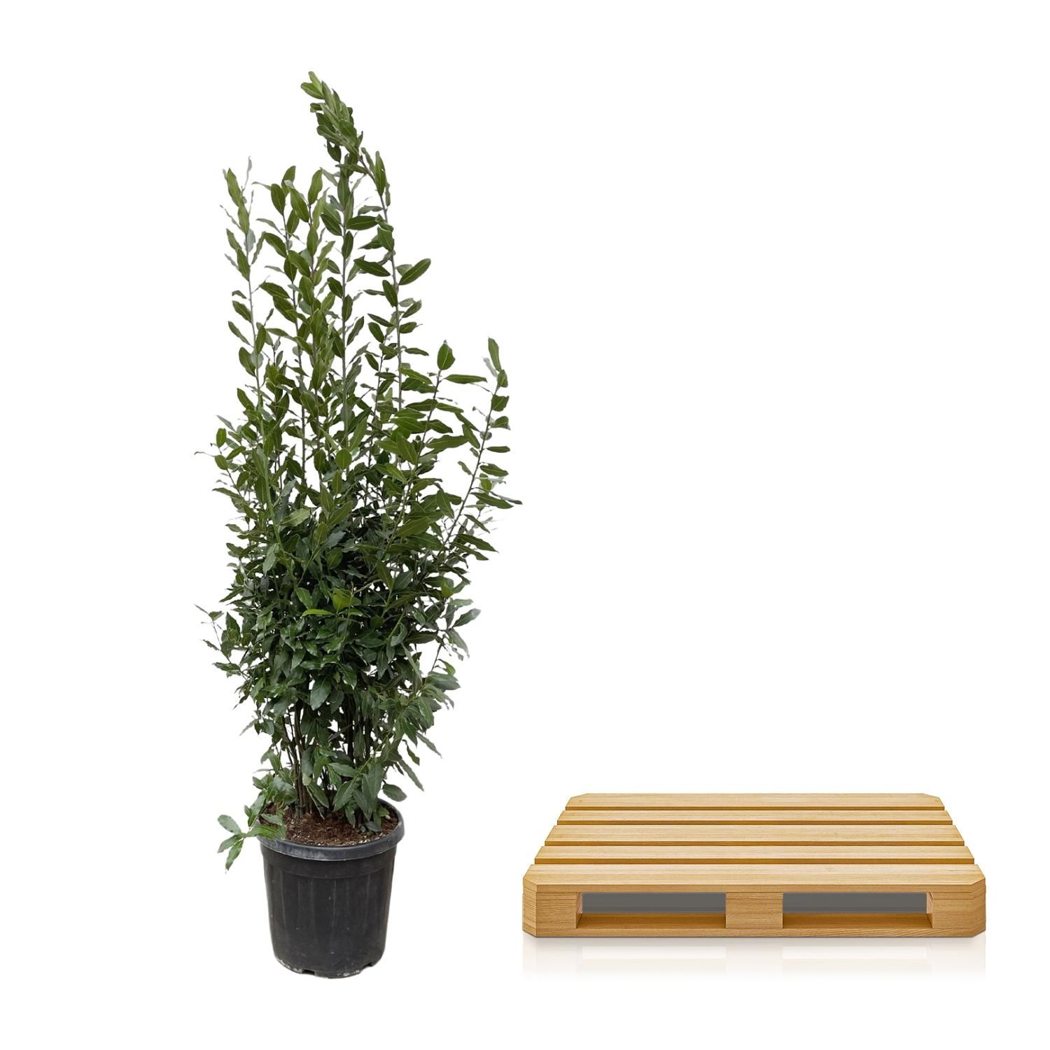 Laurus Nobilis Lorbeer Baum