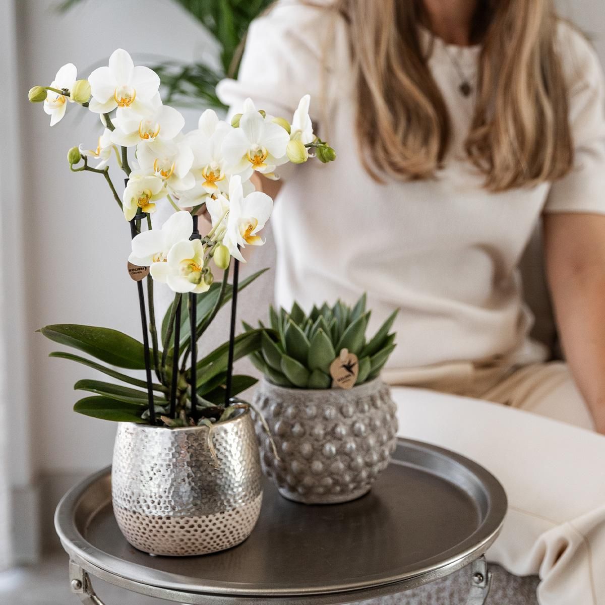 Phalaenopsis Orchidee Amabilis in silbernem Elite-Keramiktopf