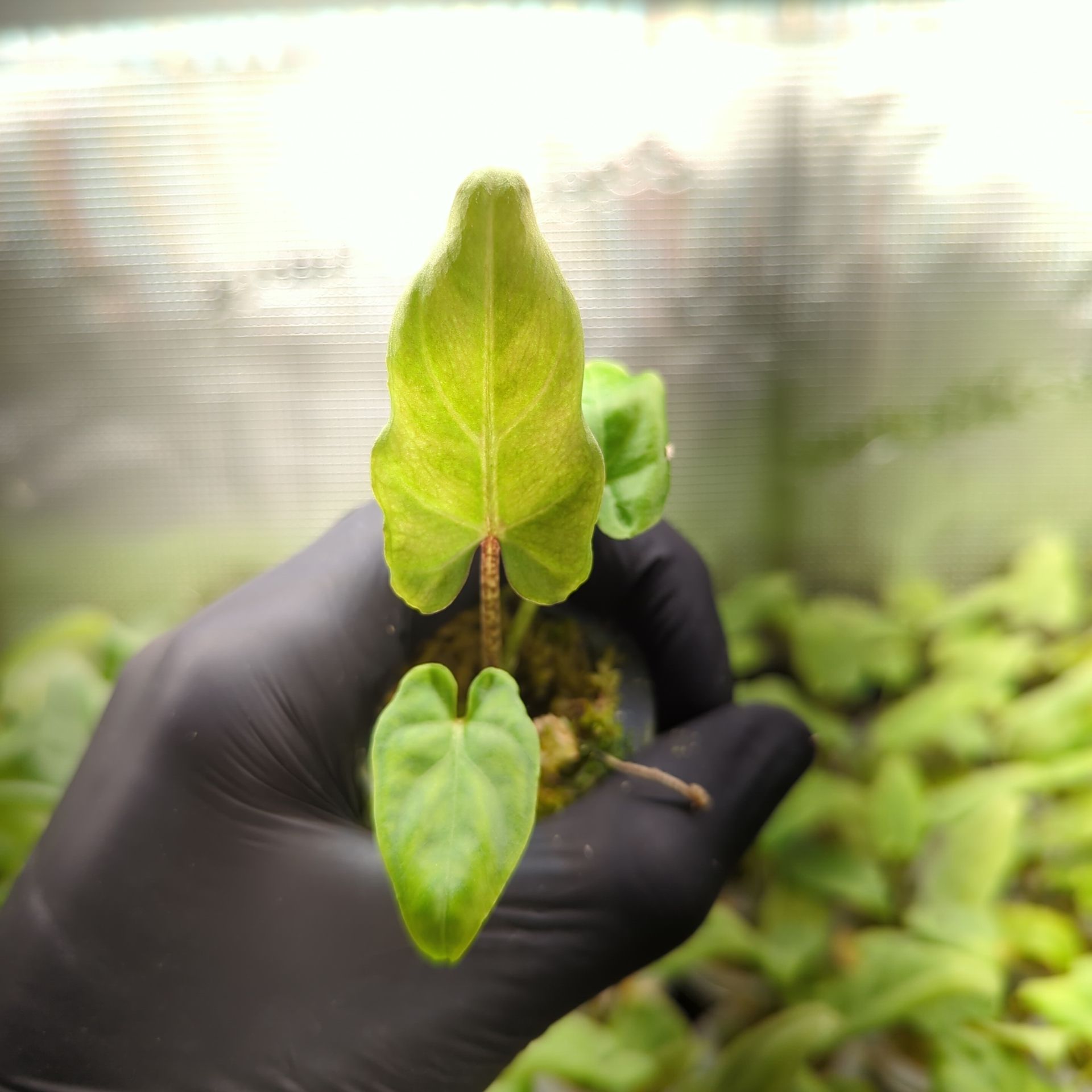 Alocasia lauterbachiana + selbstbewässernder Übertopf