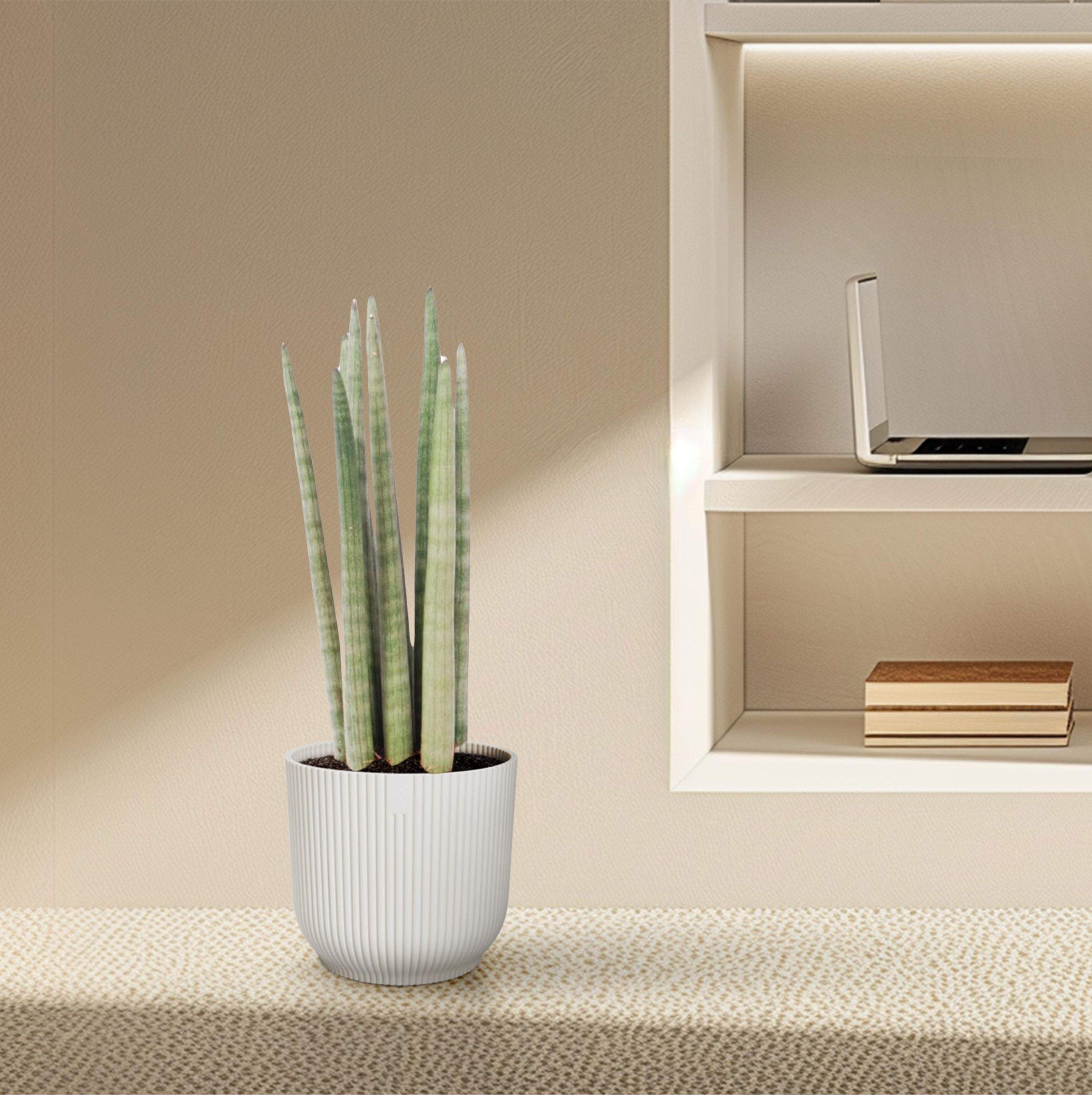 Sansevieria cylindrica – Elegante Zimmerpflanze mit schwertförmigen Blättern