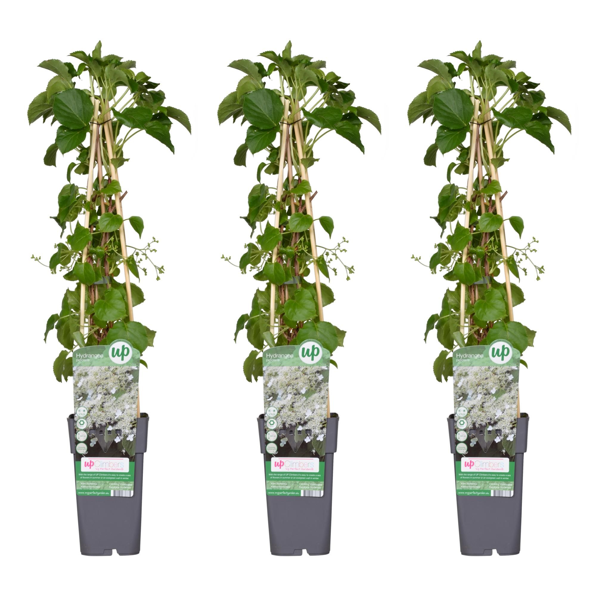Kletternde Hortensie Hydrangea petiolaris