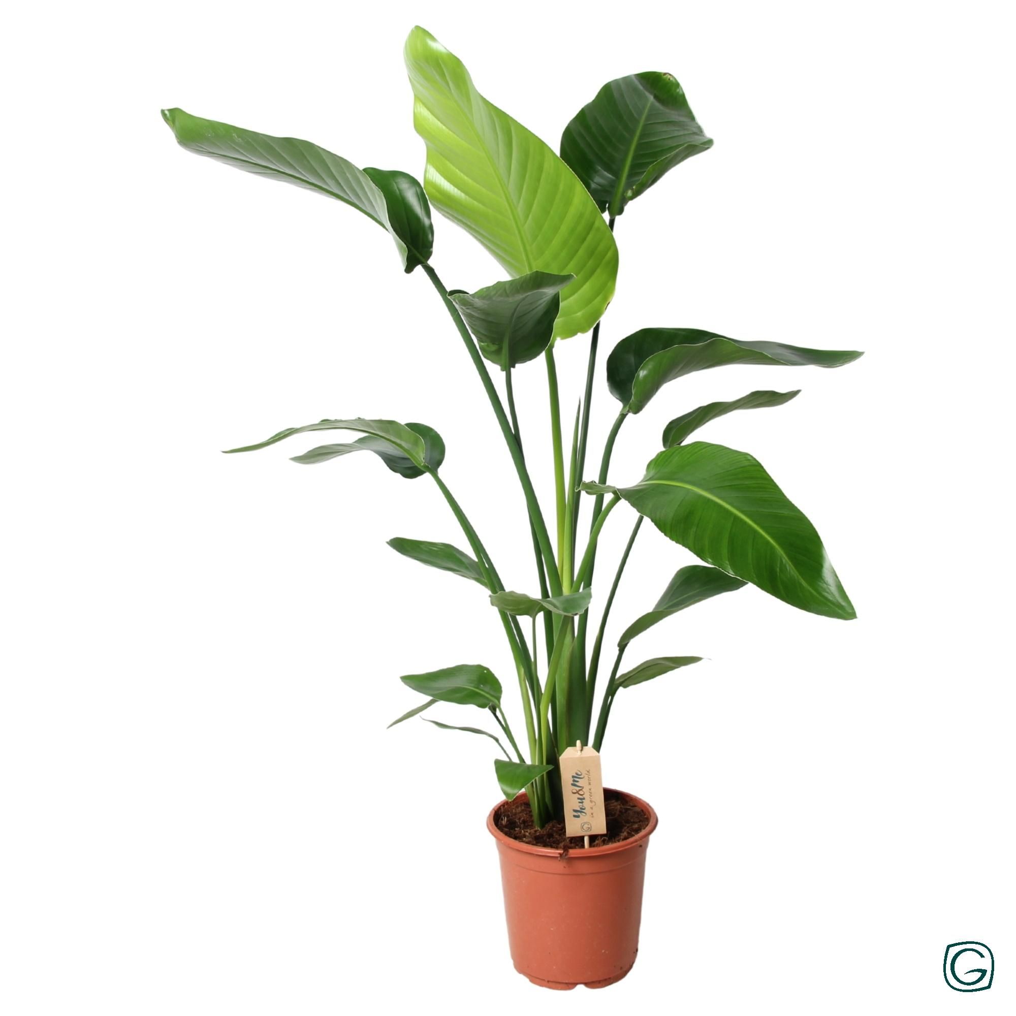 Strelitzia Nicolai Zimmerpflanze